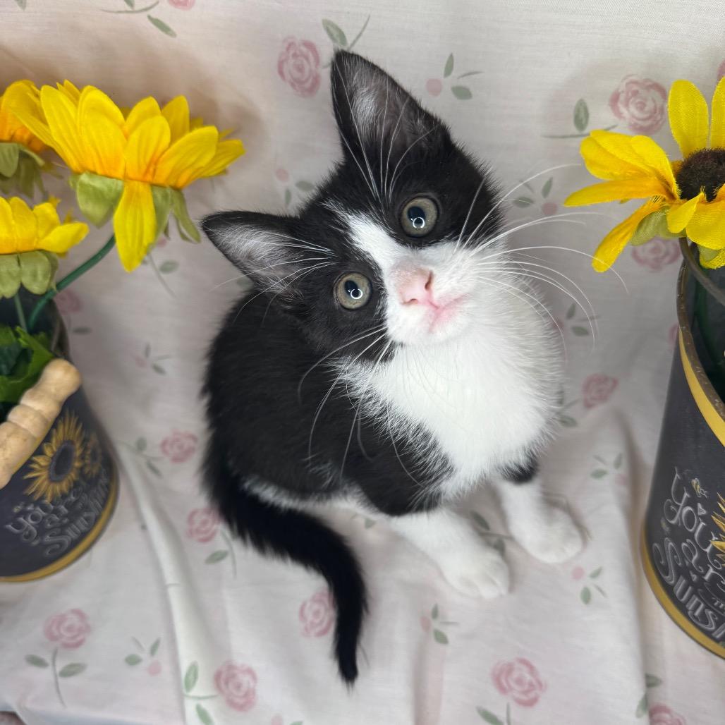 Ken, Adoptable, Kitten Male American Shorthair & Domestic Short Hair.