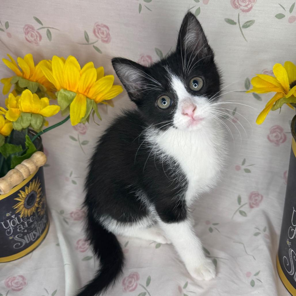 Ken, a Adoptable mixed breed in Mount Vernon, IL image 2/6