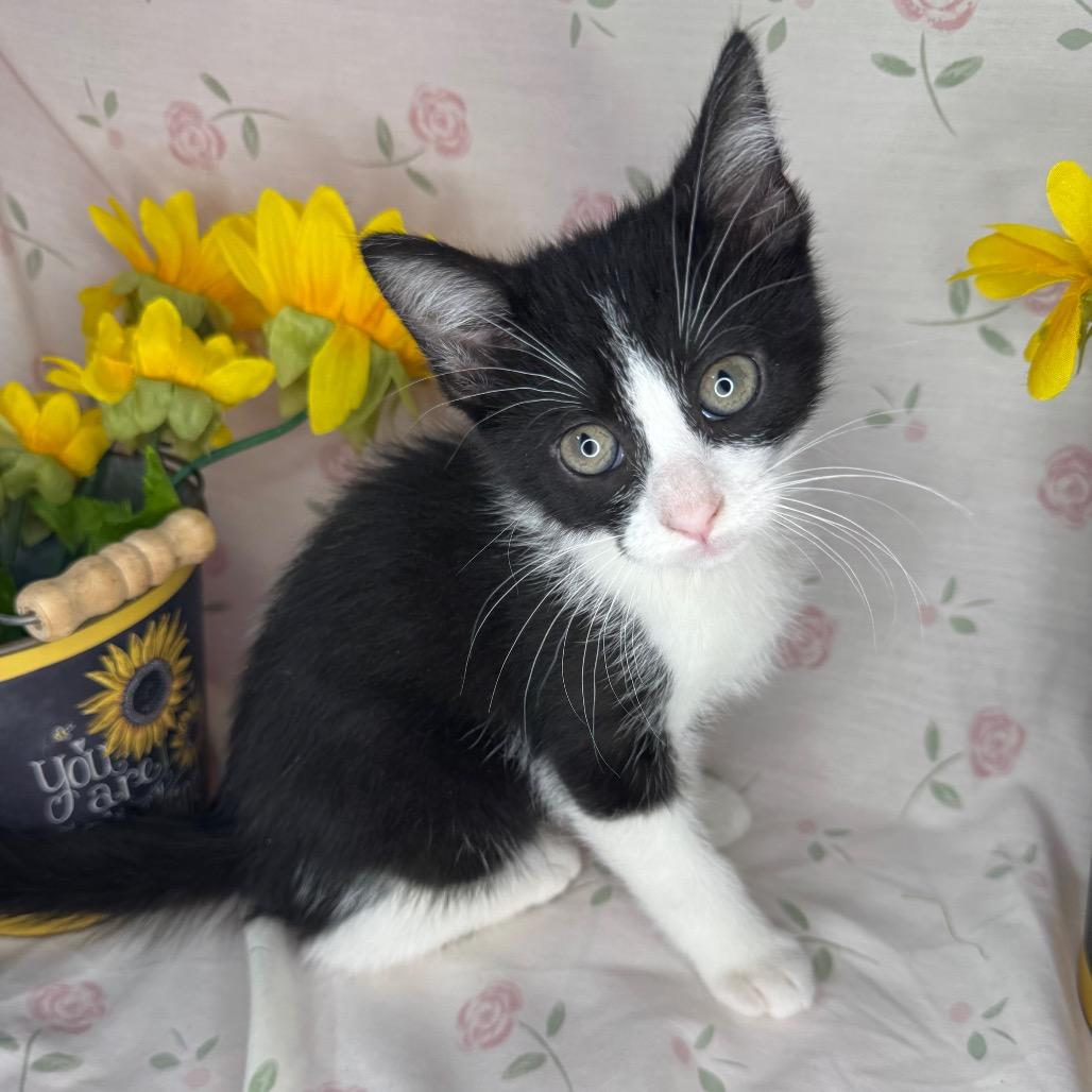 Ken, a Adoptable mixed breed in Mount Vernon, IL image 4/6