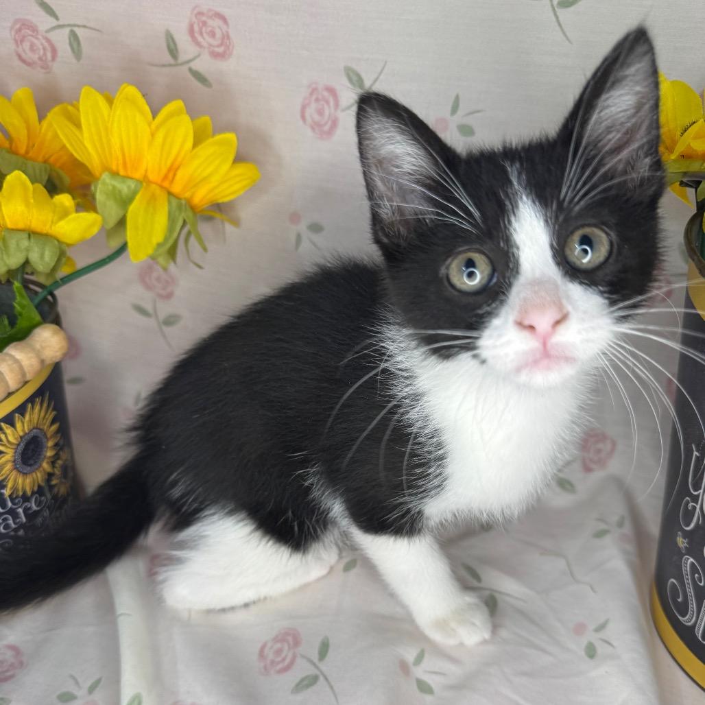 Ken, a Adoptable mixed breed in Mount Vernon, IL image 5/6