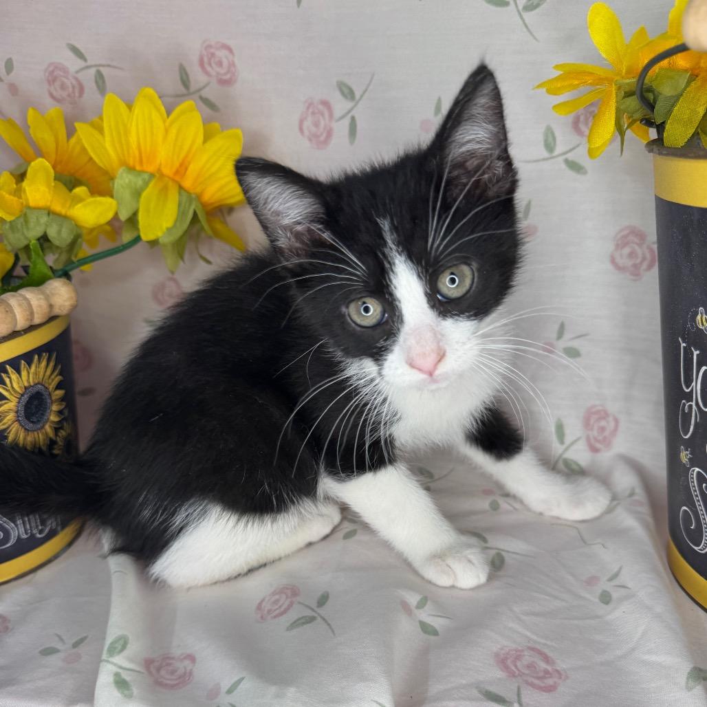Ken, a Adoptable mixed breed in Mount Vernon, IL image 6/6