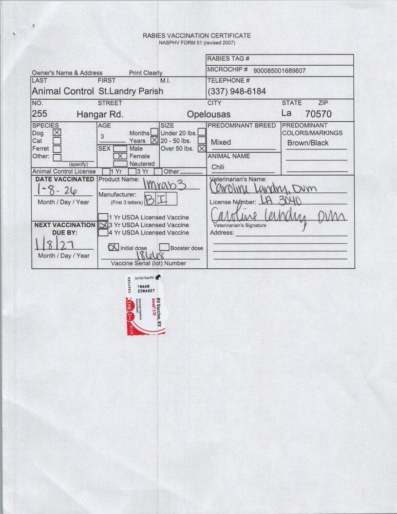 Chili, a Adoptable German Shepherd Dog in Opelousas, LA image 1/3