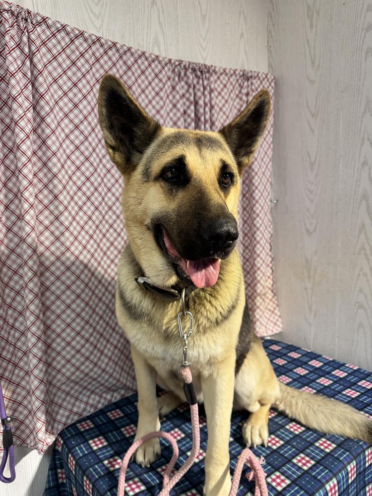 Chili, a Adoptable German Shepherd Dog in Opelousas, LA image 2/3