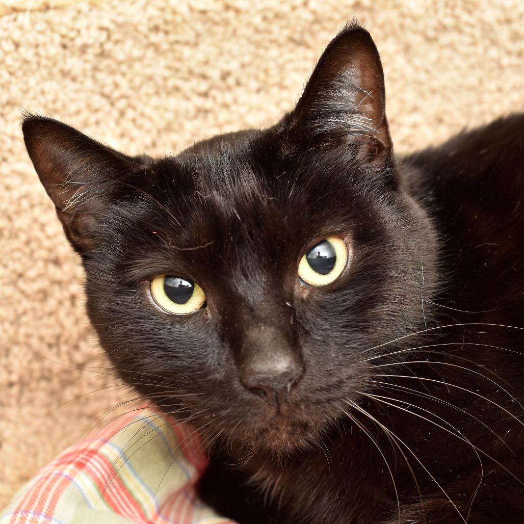 Enlarge Terwilliger, a Adoptable Domestic Short Hair in Portland, OR image 1/1