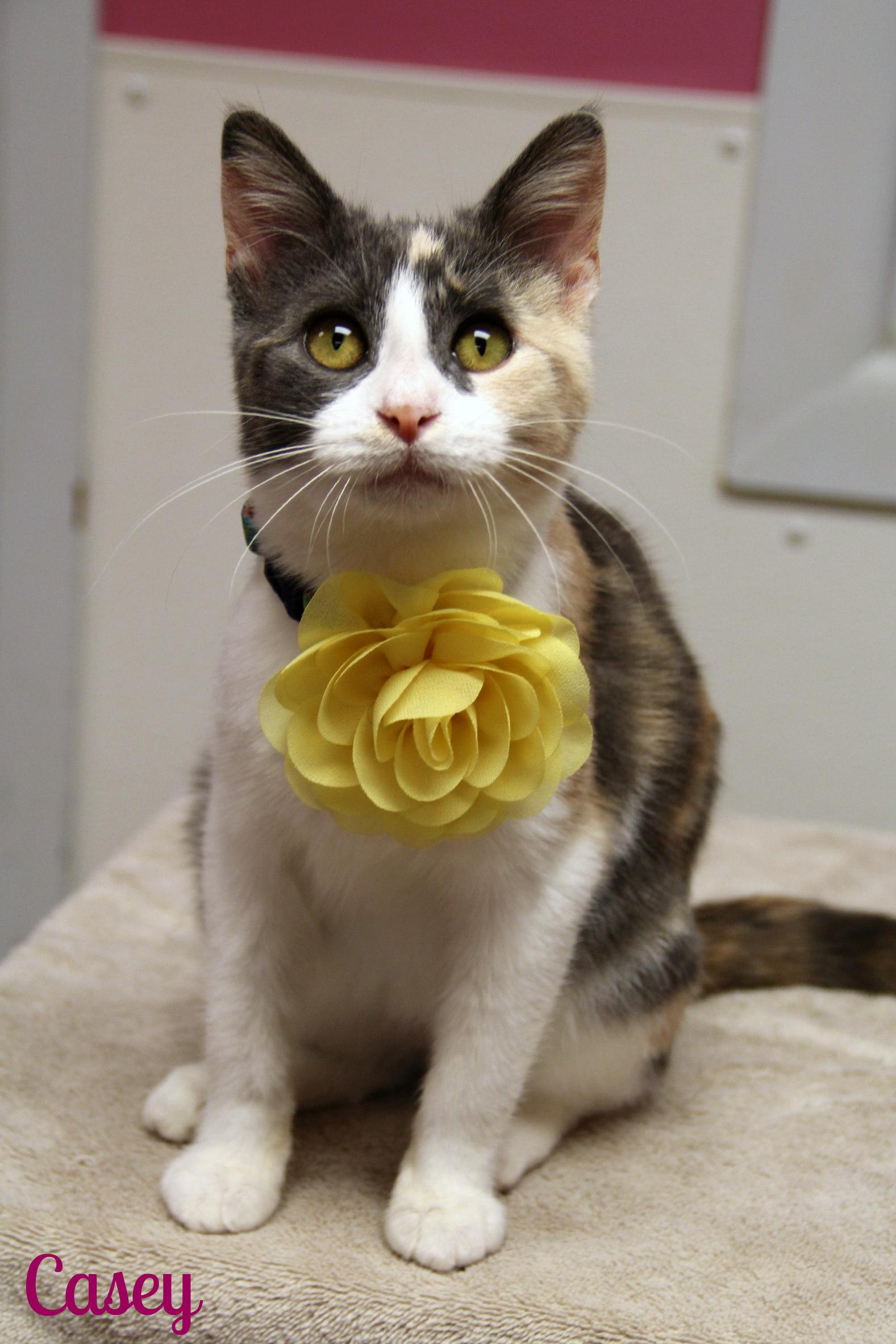 Casey, a Adoptable Domestic Short Hair in Vinton, IA image 1/2