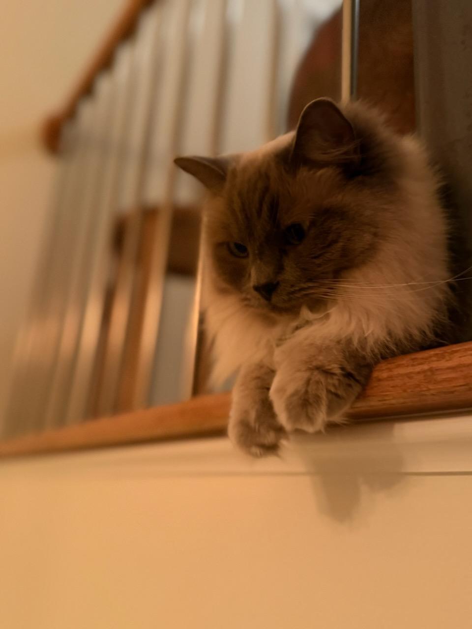 Stevie And Nicky Bonded thumbnail 3