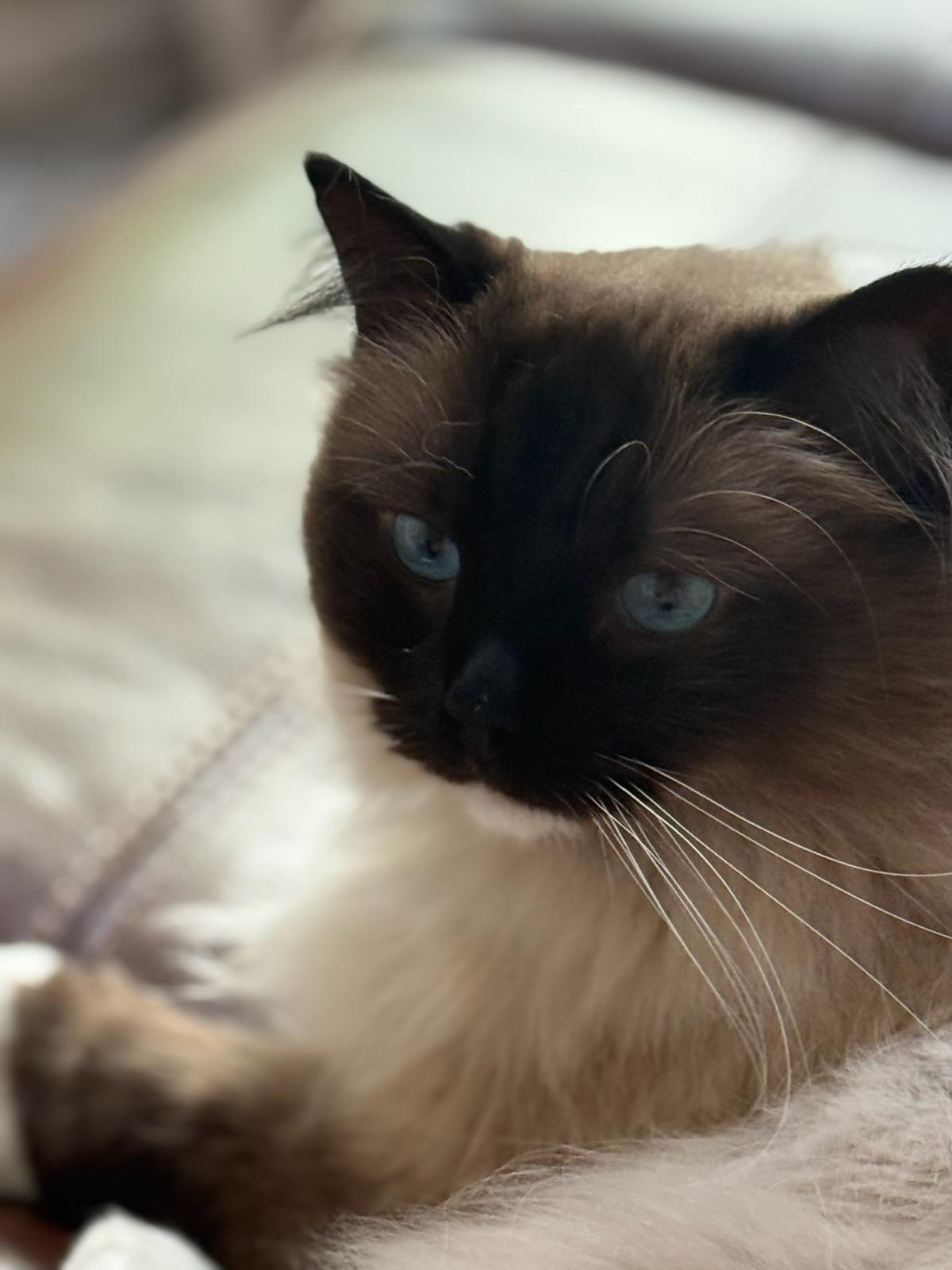 Stevie And Nicky Bonded thumbnail 2