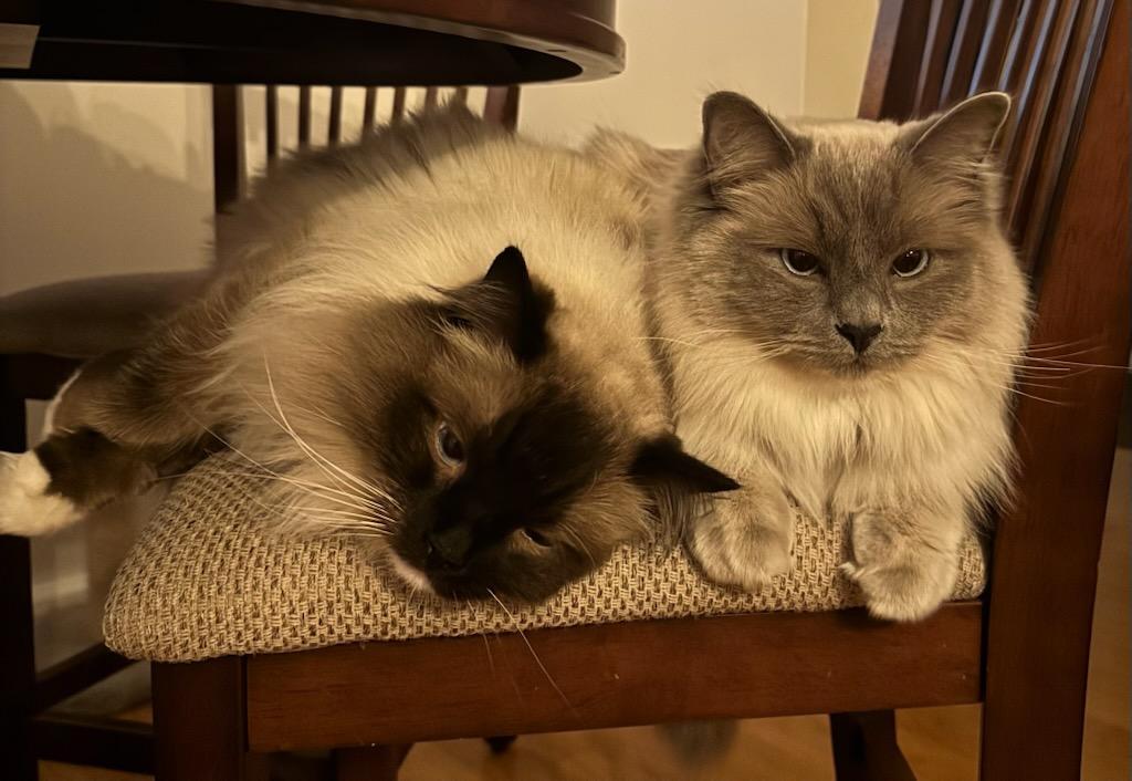 Stevie And Nicky Bonded