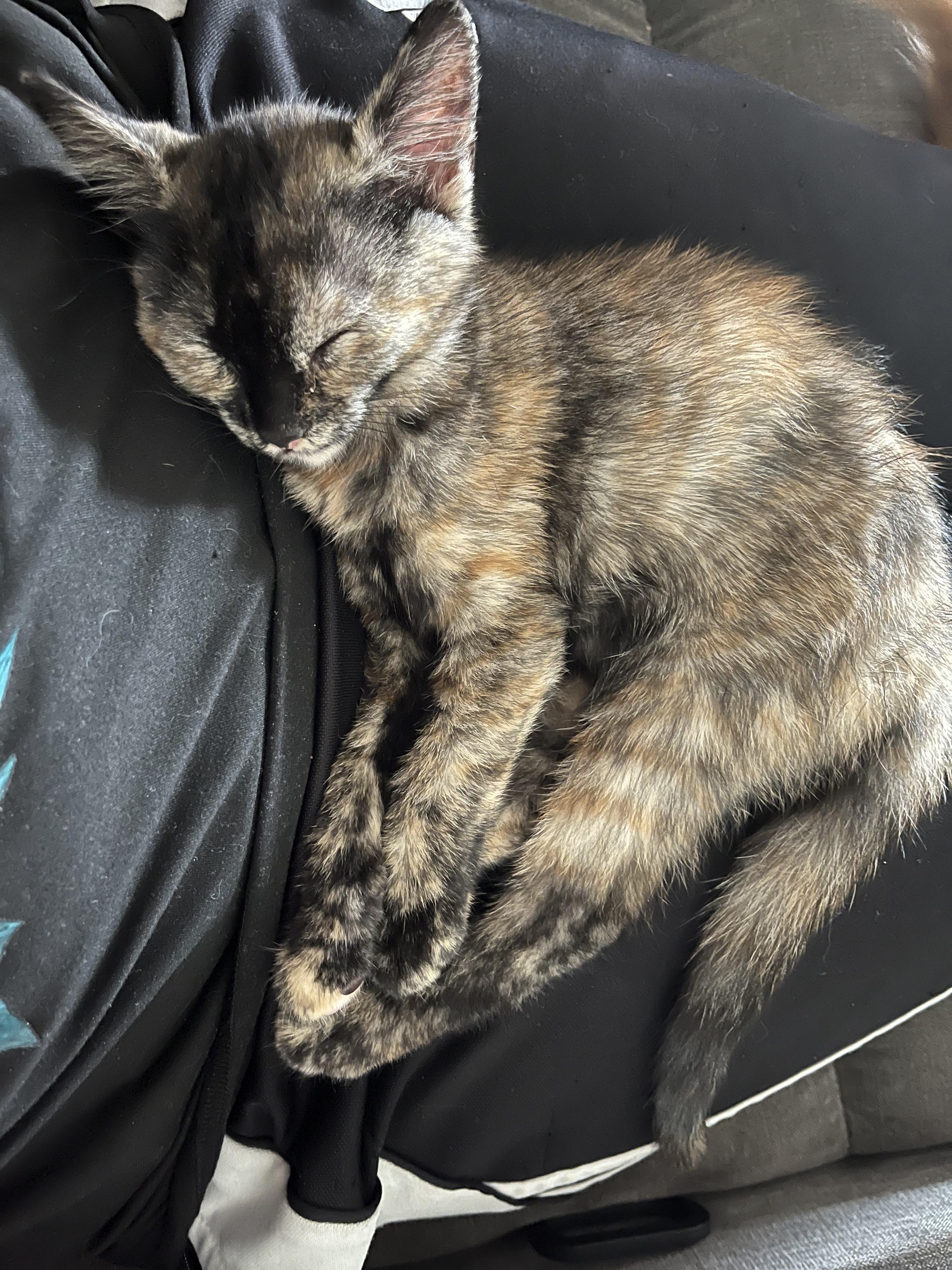 Chai, an adopted Domestic Medium Hair in Odenton, MD image 1/3