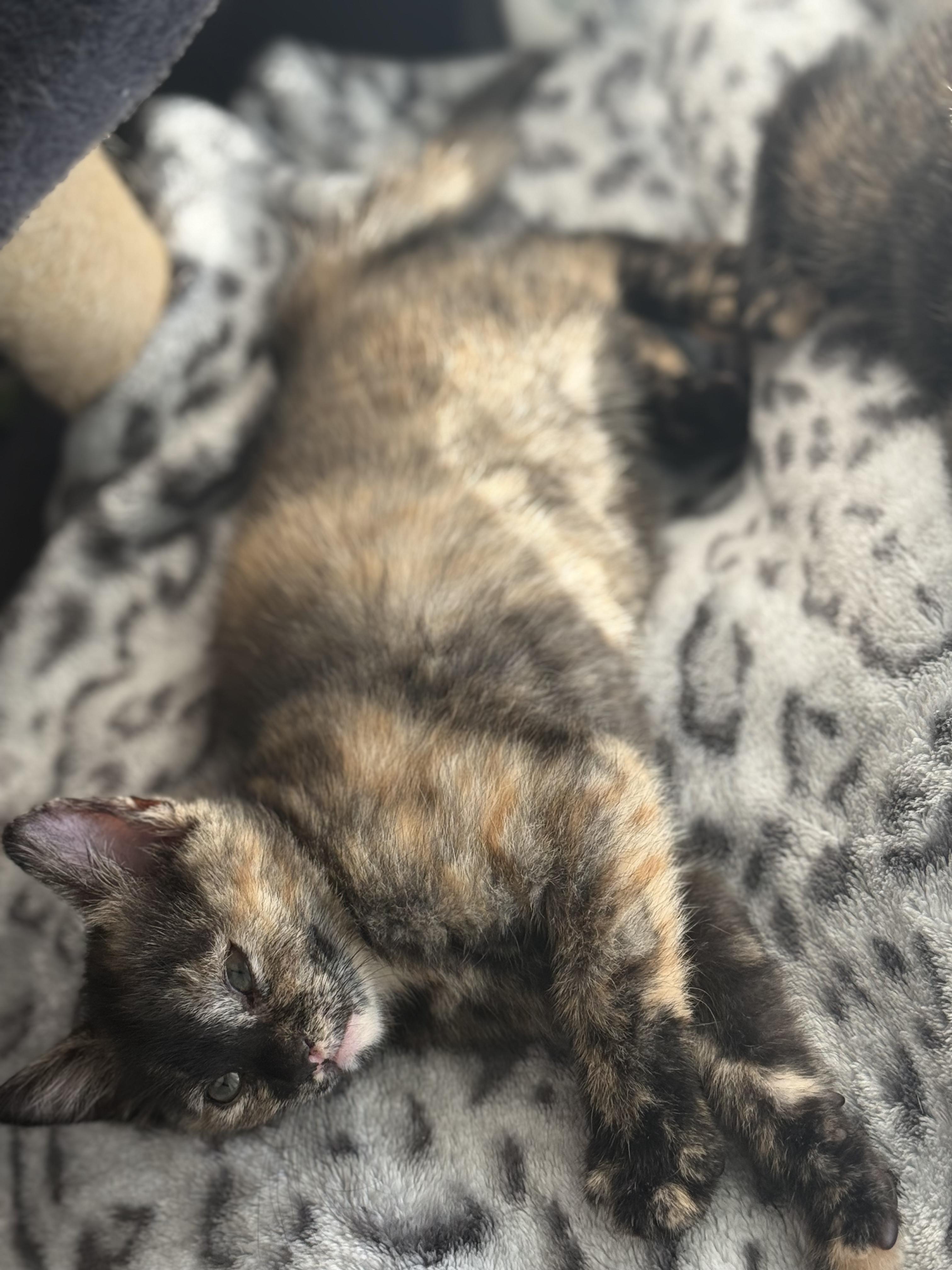 Chai, an adopted Domestic Medium Hair in Odenton, MD image 3/3