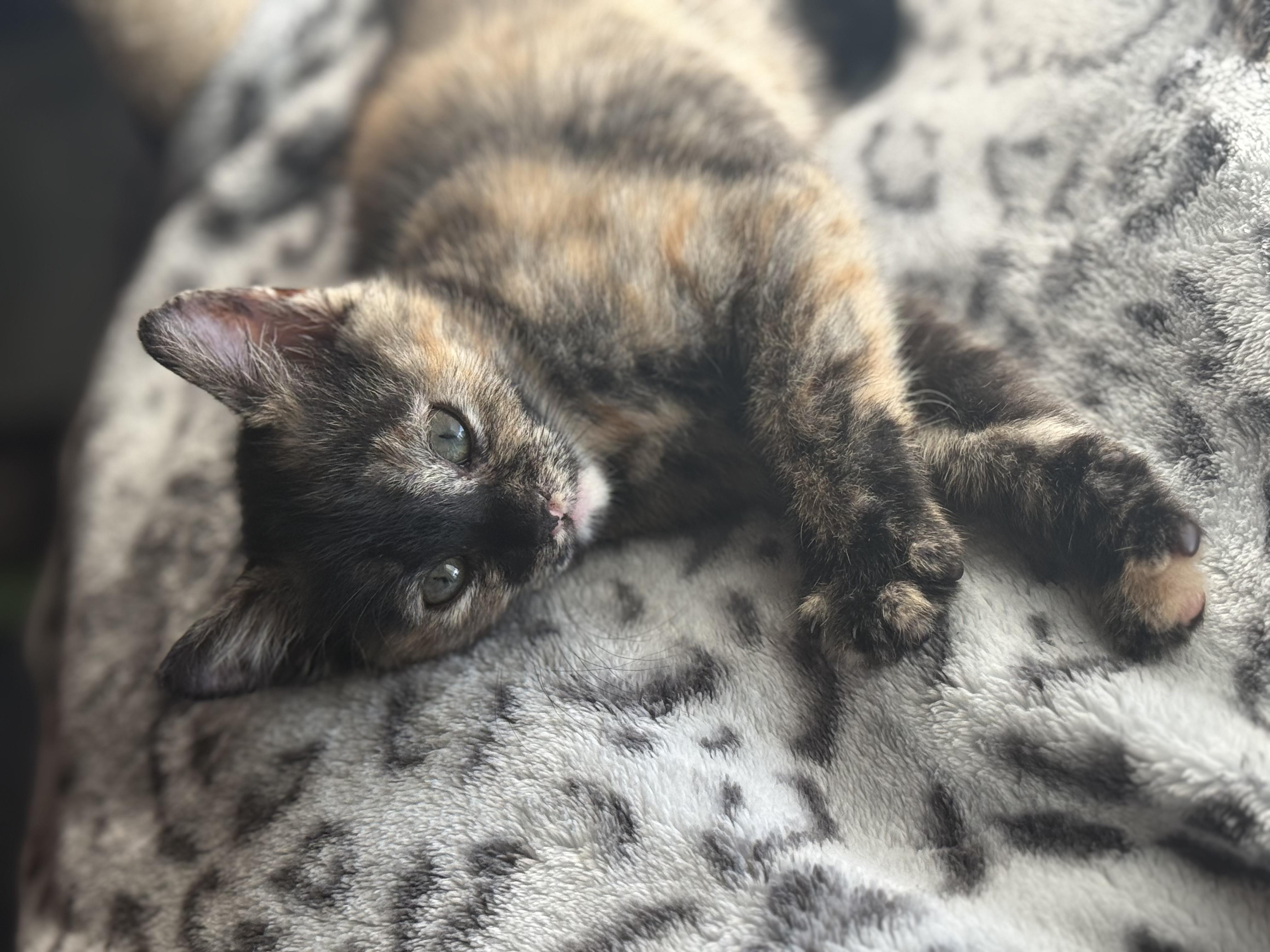 Chai, an adopted Domestic Medium Hair in Odenton, MD image 2/3