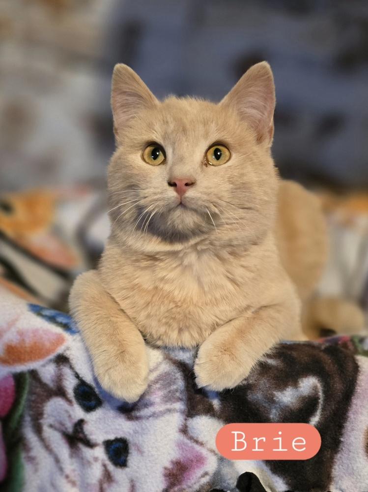 Brie      (GFRCC), Adoptable, Young Female Domestic Short Hair.