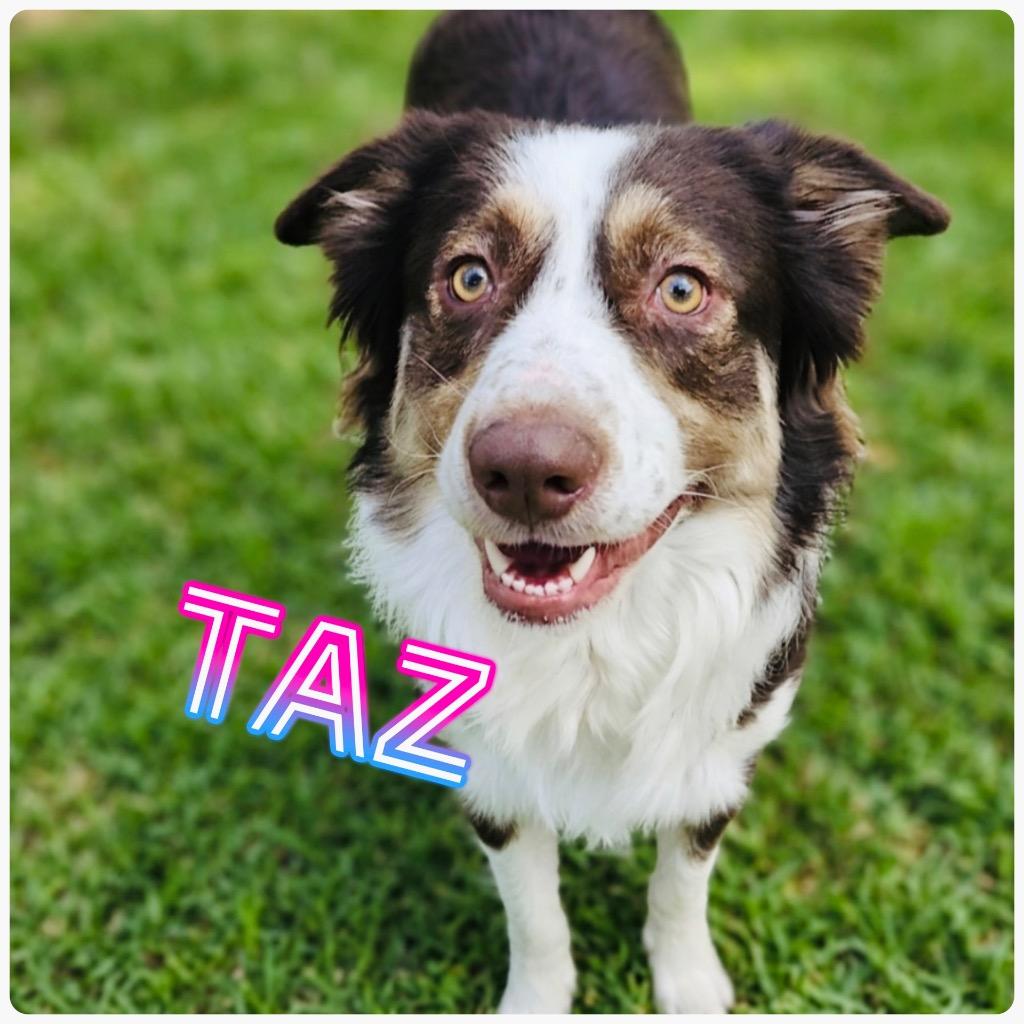 Taz, adopted, Young Male Australian Shepherd & Border Collie.