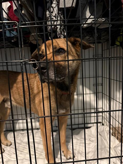 BRUNO, Adoptable, Adult Male German Shepherd Dog & Mixed Breed.