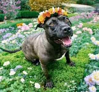 Lacey, Adoptable, Adult Female Mixed Breed.