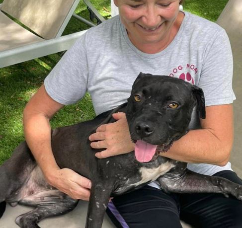 Enlarge Lacey, a Adoptable mixed breed in Palm Harbor, FL image 5/6