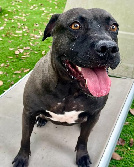 Enlarge Lacey, a Adoptable mixed breed in Palm Harbor, FL image 5/6