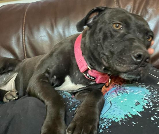 Enlarge Lacey, a Adoptable mixed breed in Palm Harbor, FL image 4/6