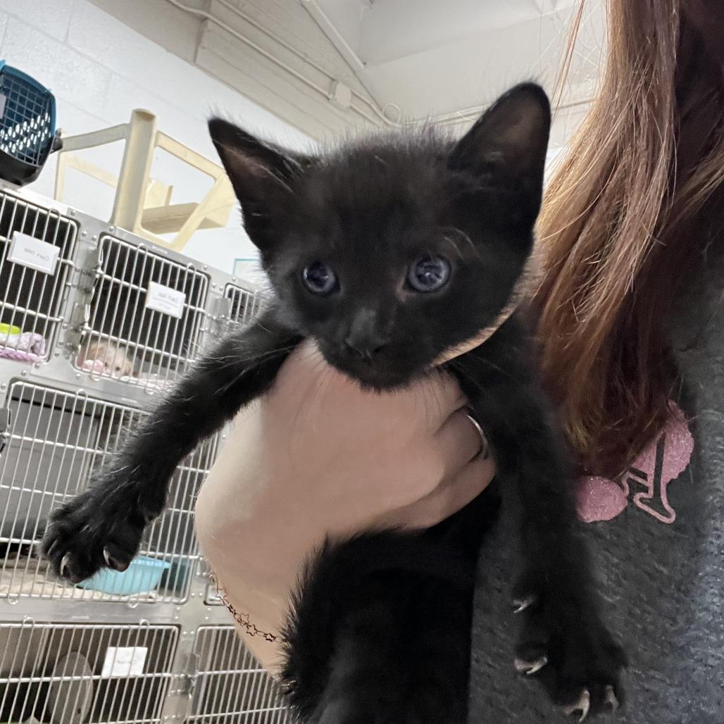 Enlarge Astrid, a Adoptable Domestic Short Hair in Ardmore, OK image 1/1