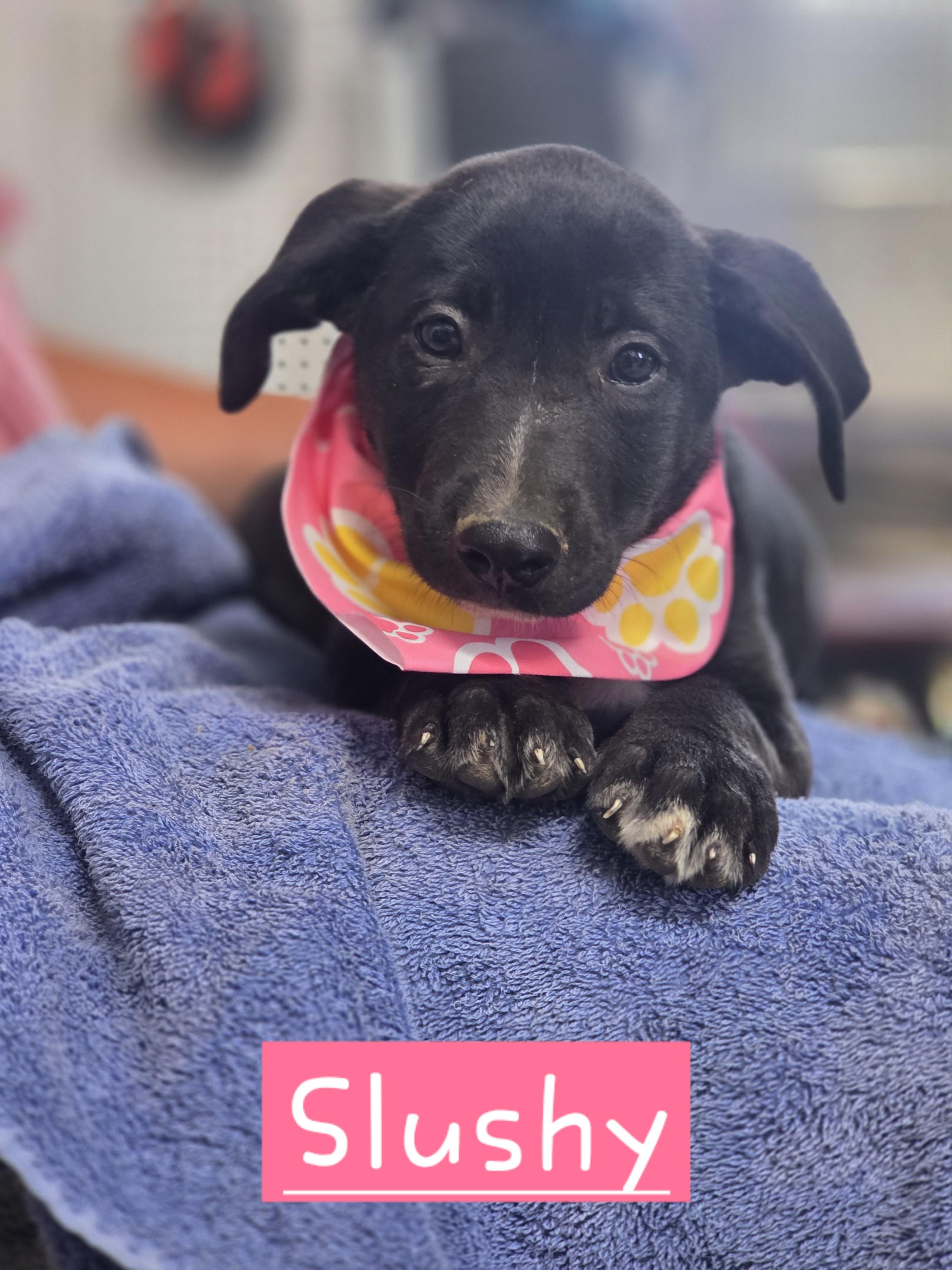 Enlarge Slushy, an adopted mixed breed in Walthill, NE image 1/1