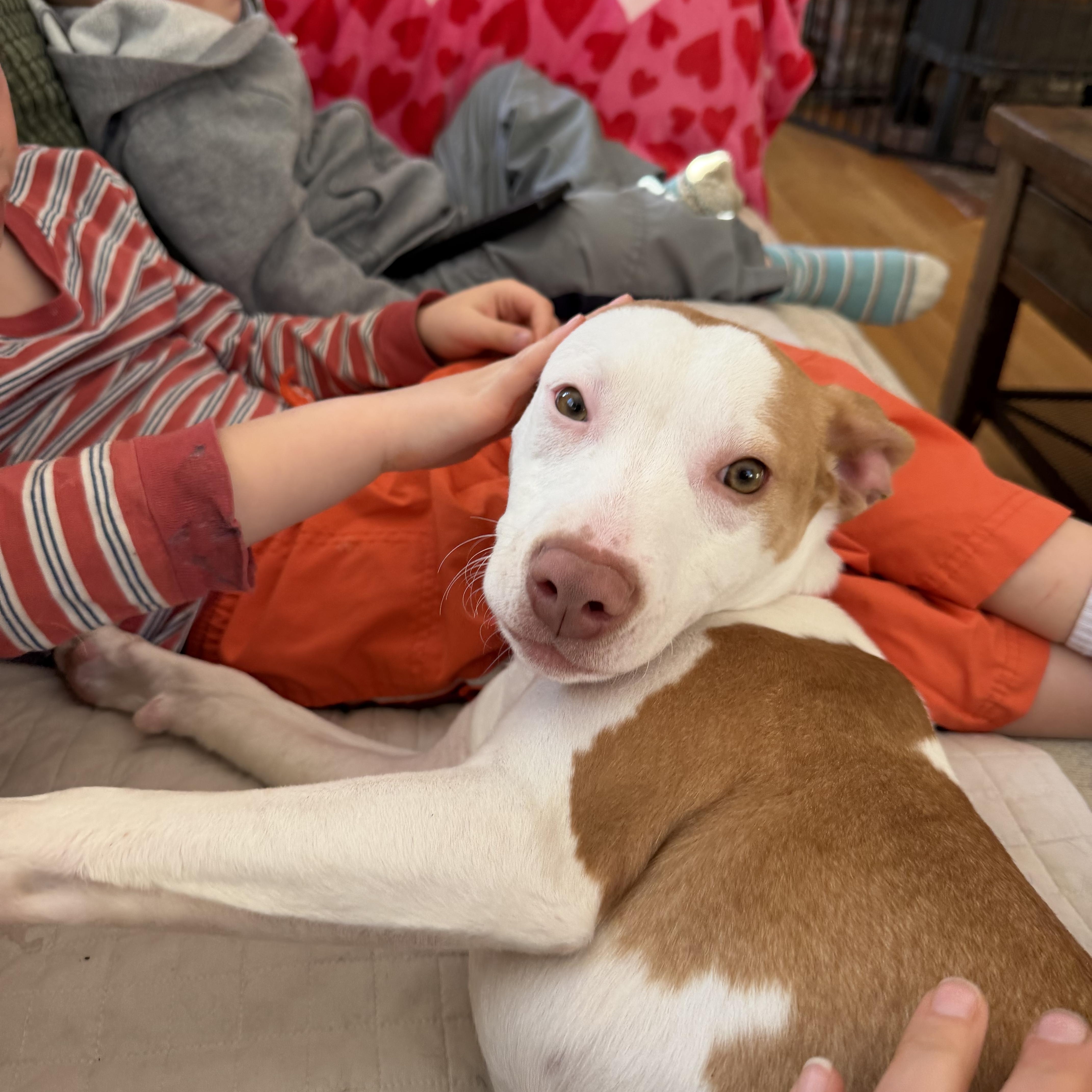 Shivers, a ADOPTABLE Mixed Breed in New Boston, NH image 4/6