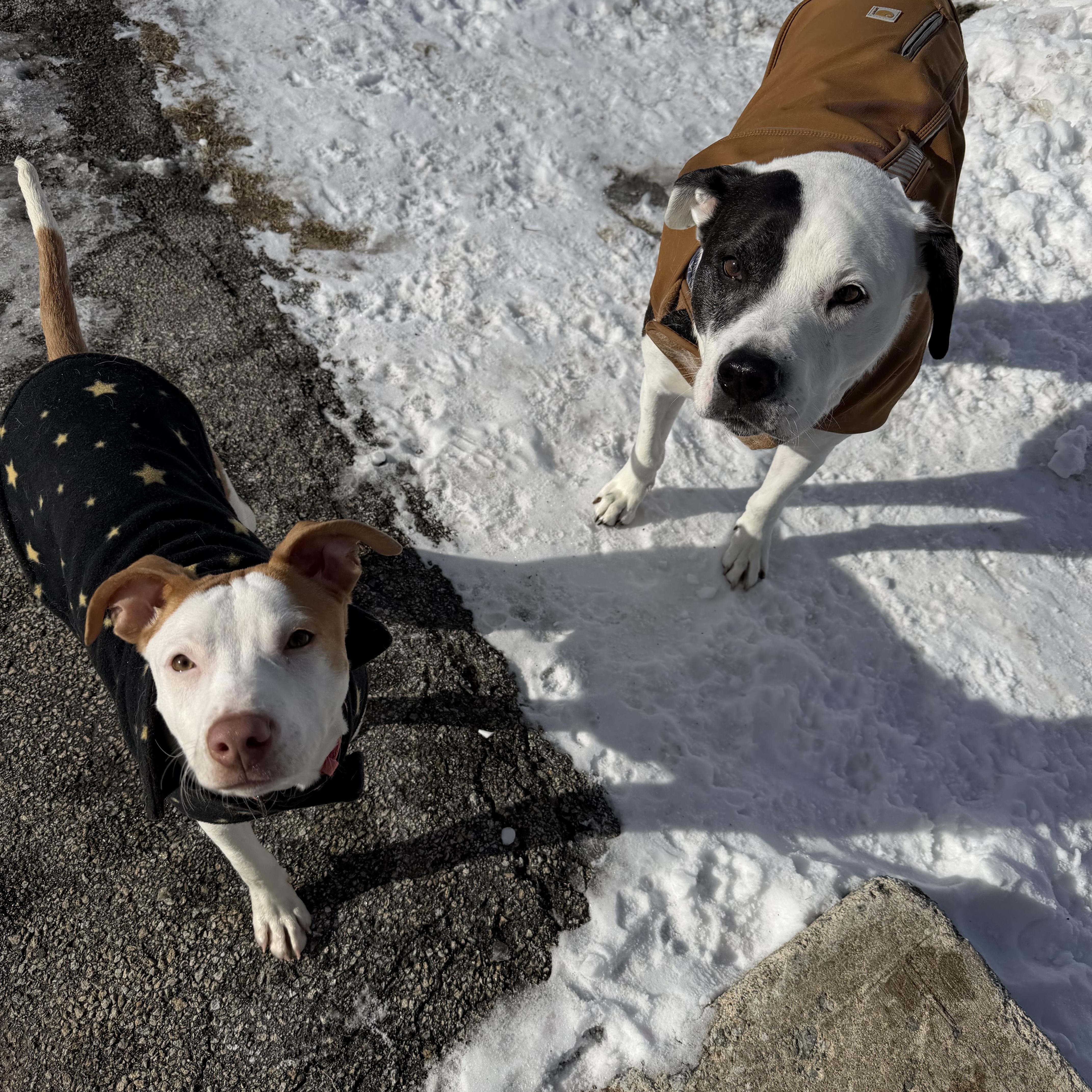 Shivers, a ADOPTABLE Mixed Breed in New Boston, NH image 2/6
