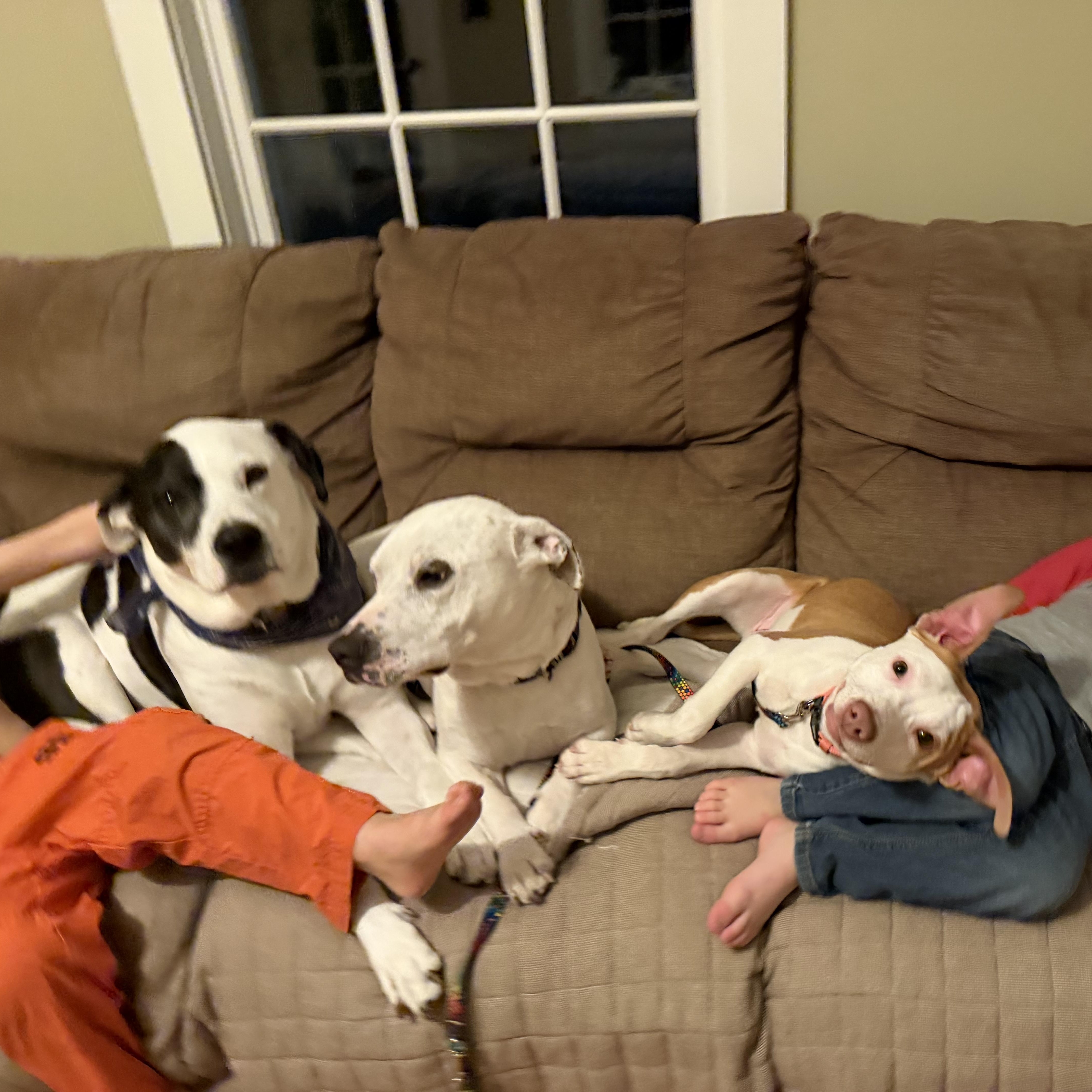 Shivers, a ADOPTABLE Mixed Breed in New Boston, NH image 3/6