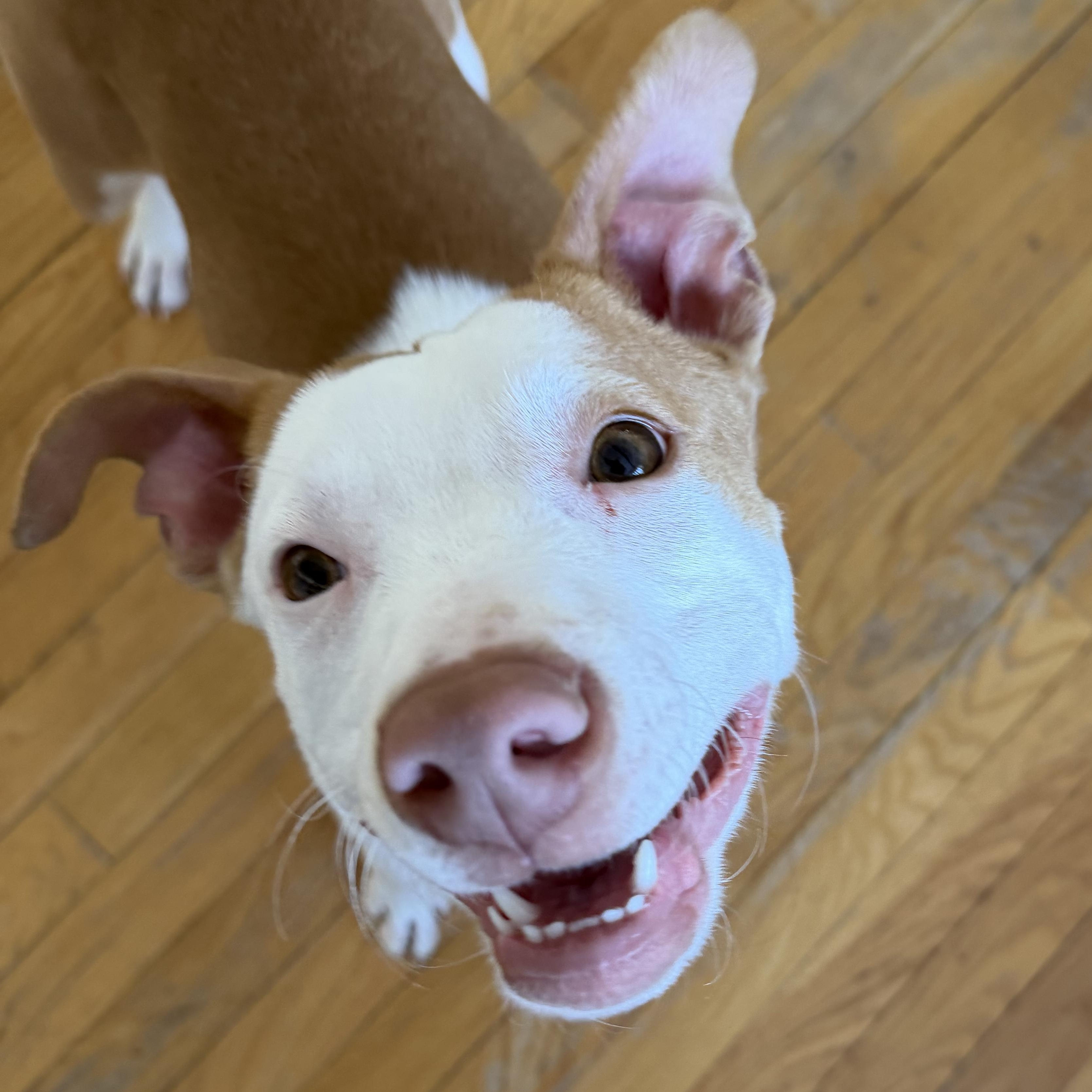 Shivers, a ADOPTABLE Mixed Breed in New Boston, NH image 1/6