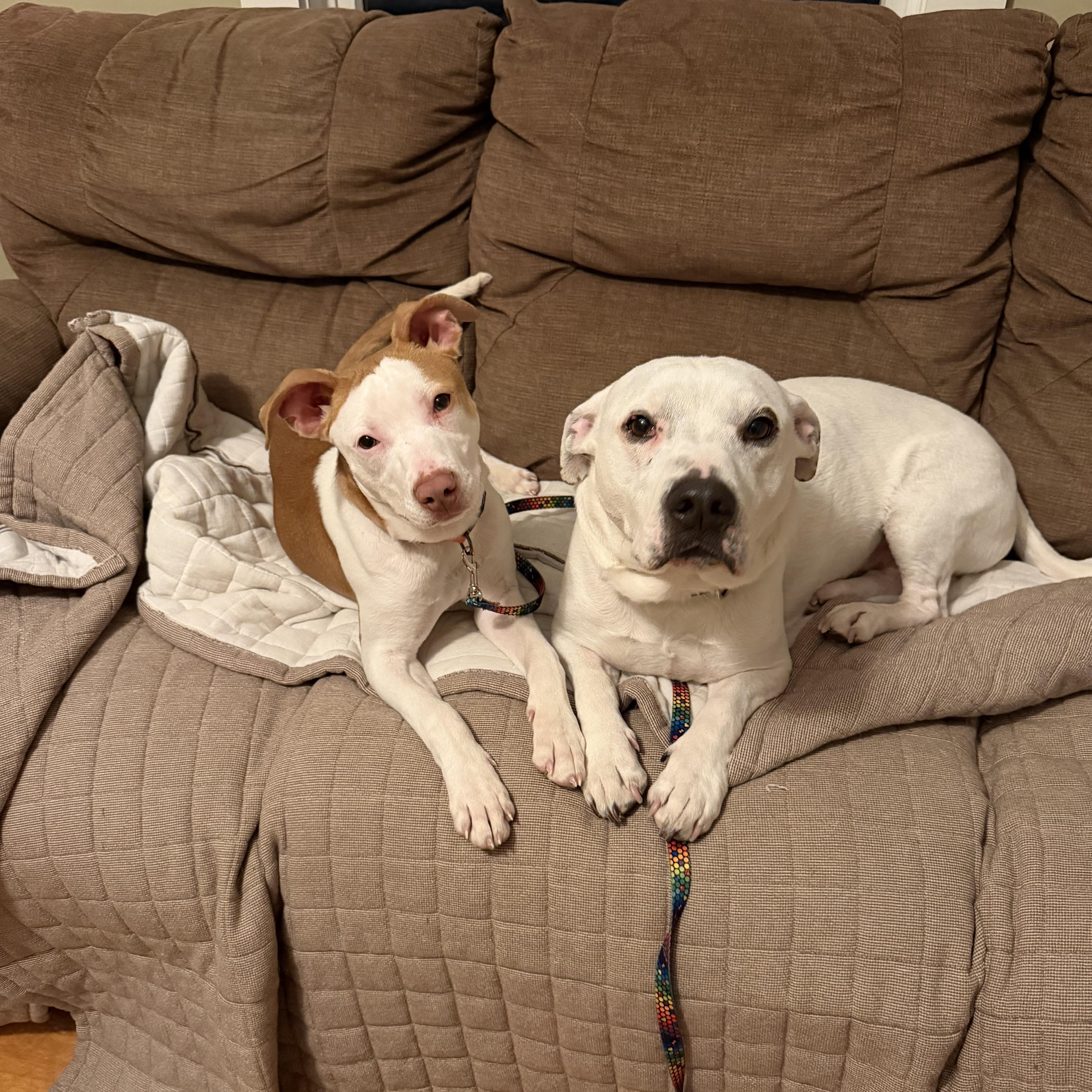 Shivers, a ADOPTABLE Mixed Breed in New Boston, NH image 6/6