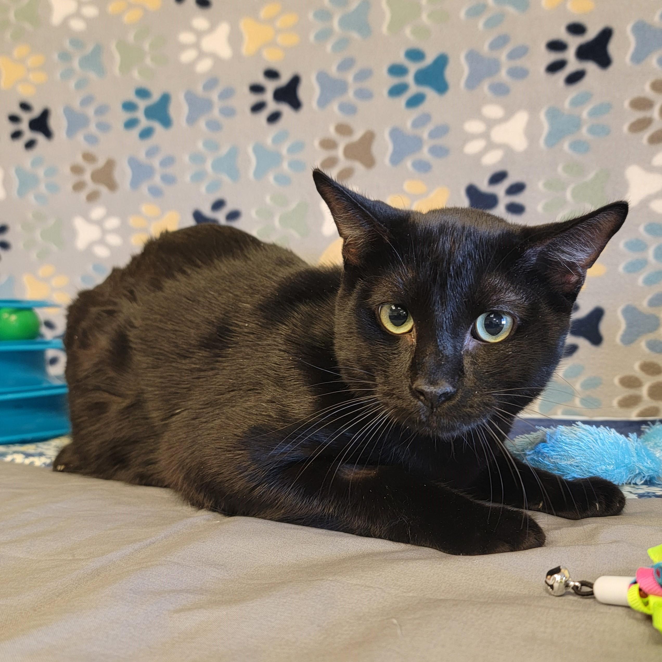 Enlarge Poe, a ADOPTABLE mixed breed in ALPINE, TX image 5/6