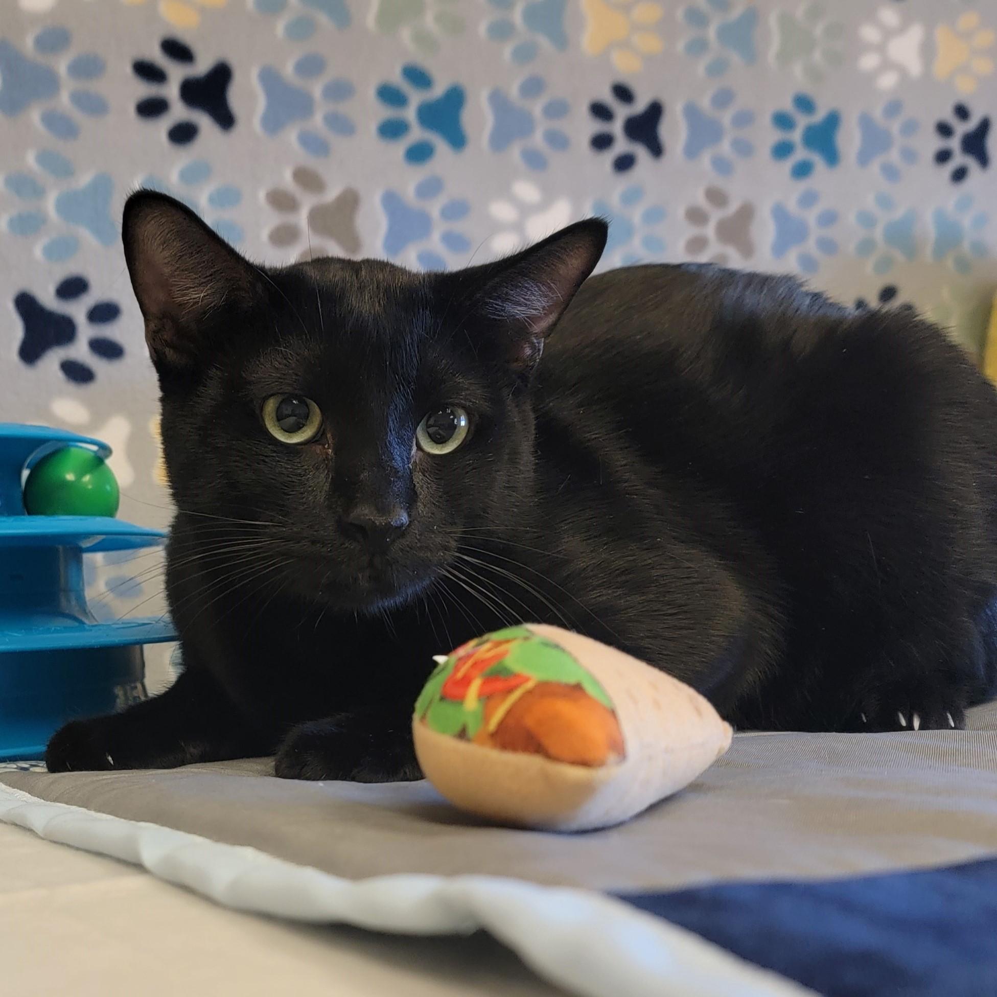 Enlarge Poe, a ADOPTABLE mixed breed in ALPINE, TX image 4/6