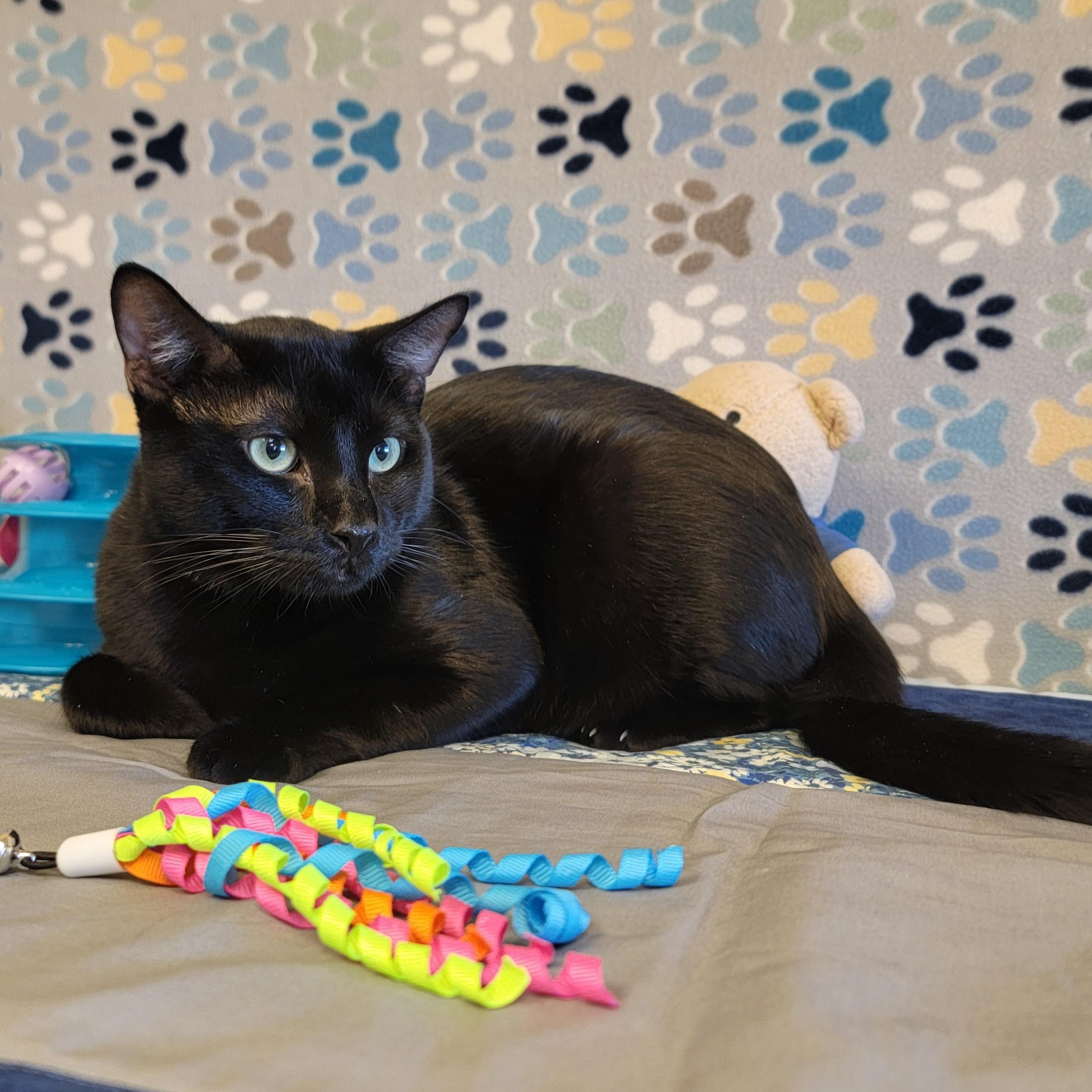 Enlarge Poe, a ADOPTABLE mixed breed in ALPINE, TX image 6/6