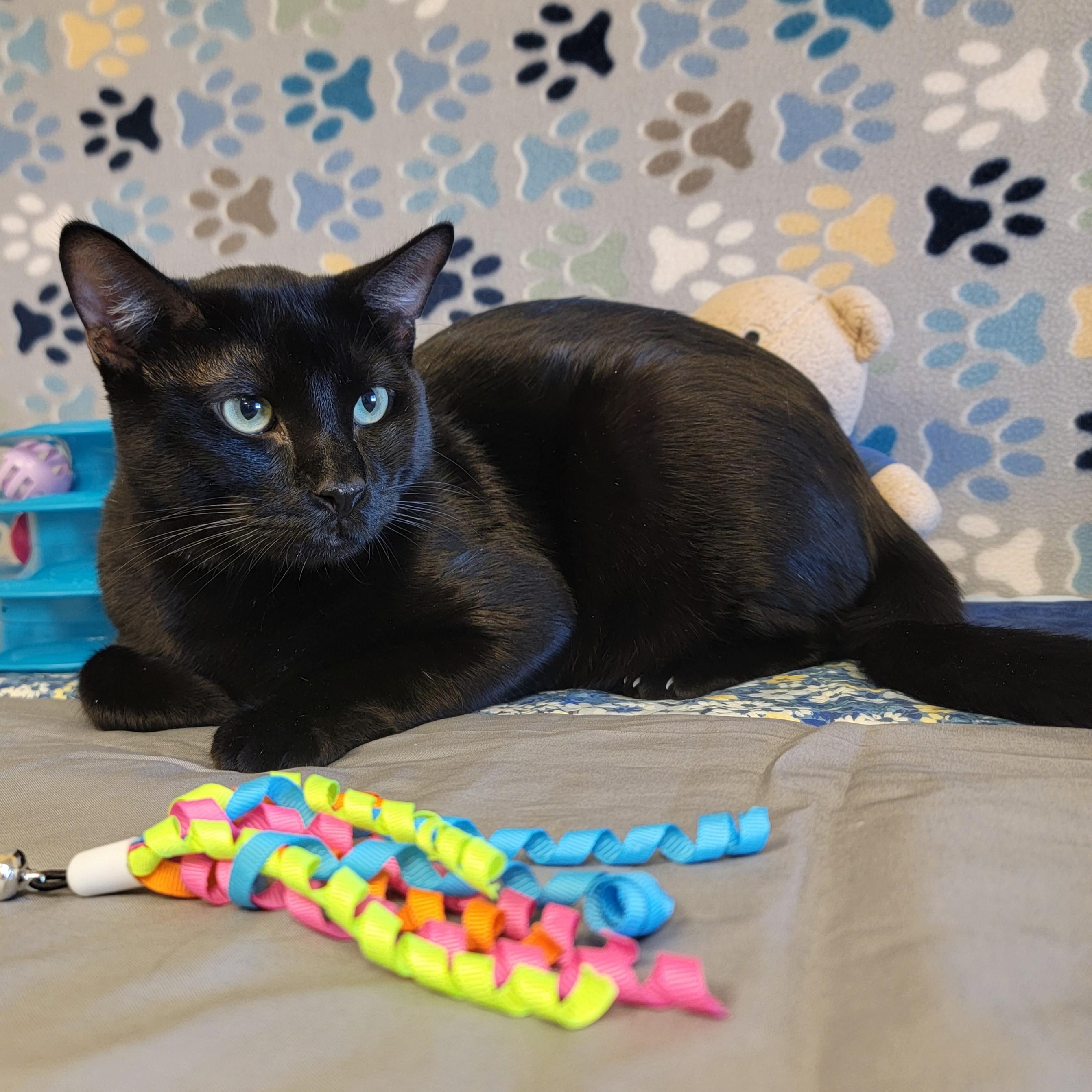 Poe, ADOPTABLE, Adult Male Domestic Short Hair.