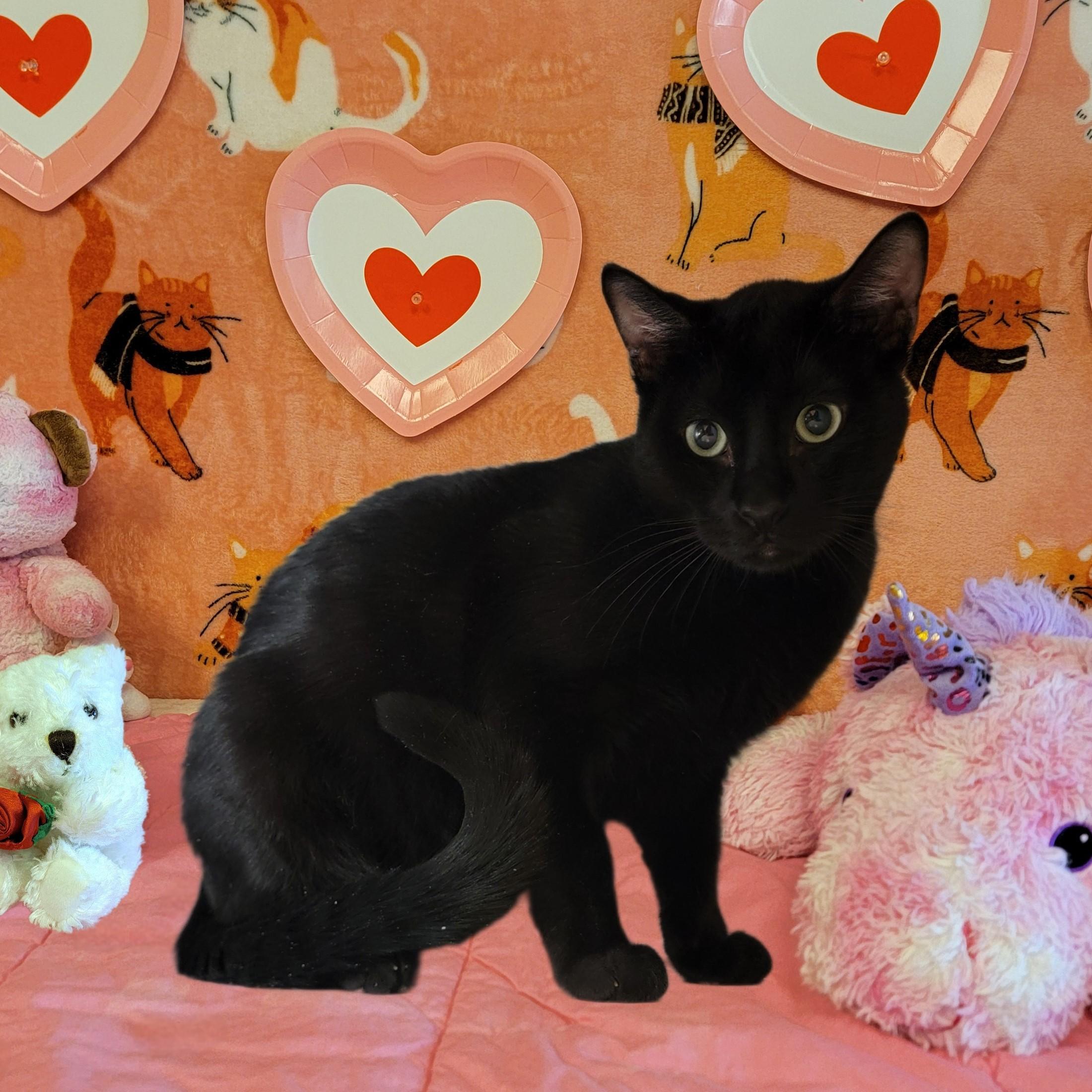 Poe, ADOPTABLE, Adult Male Domestic Short Hair.