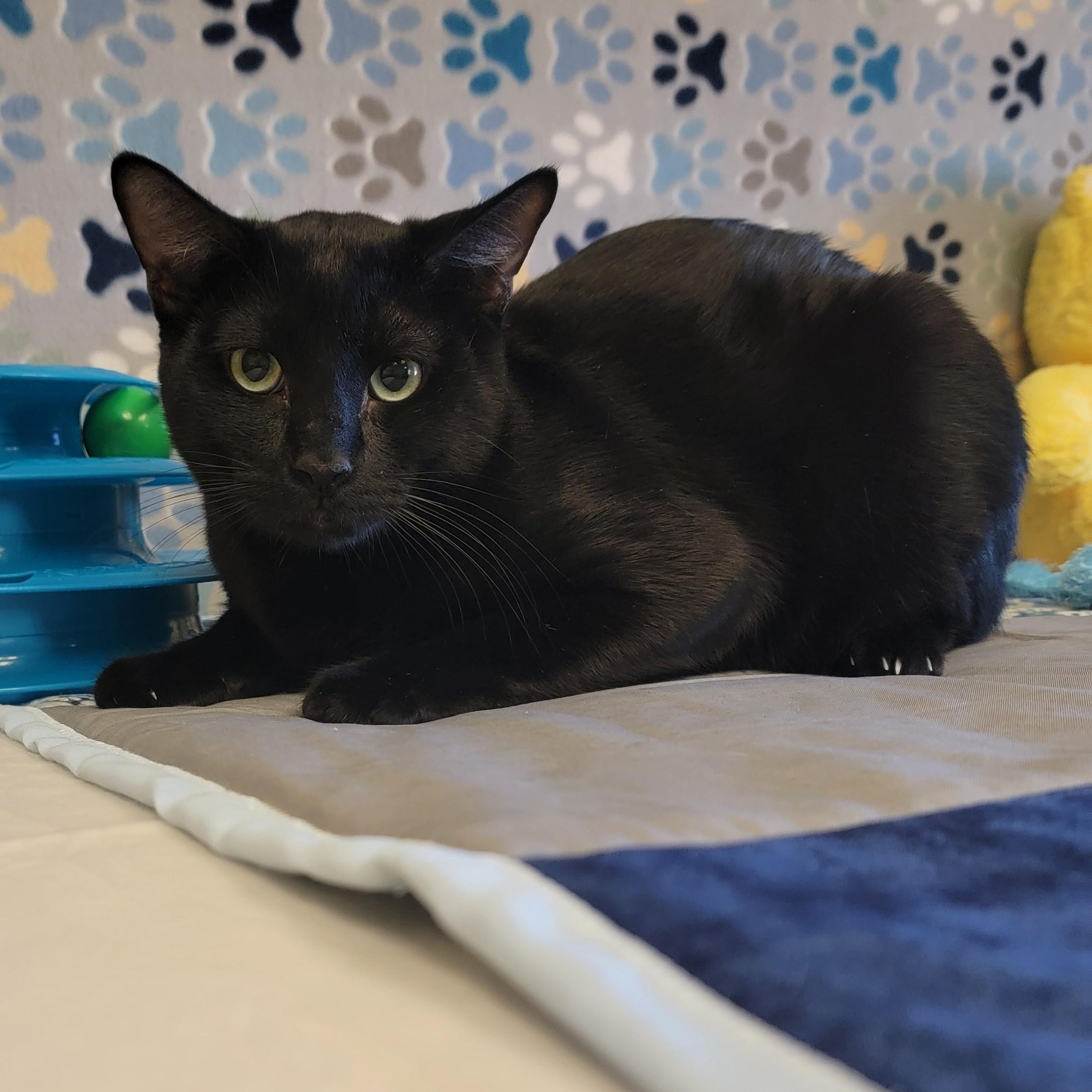 Enlarge Poe, a ADOPTABLE mixed breed in ALPINE, TX image 3/6