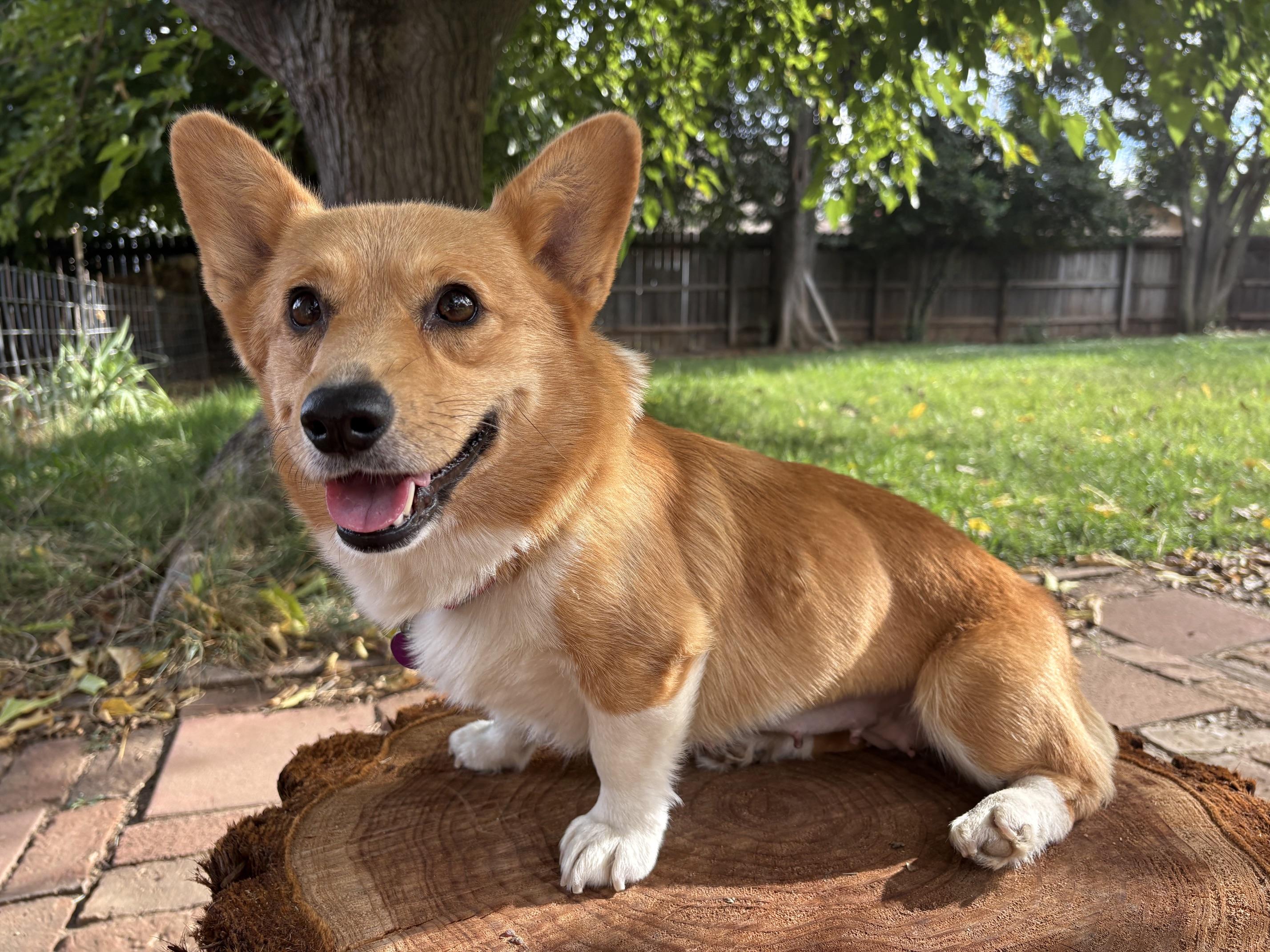 Enlarge Abigail, a Adoptable Pembroke Welsh Corgi in Red Bluff, CA image 3/3
