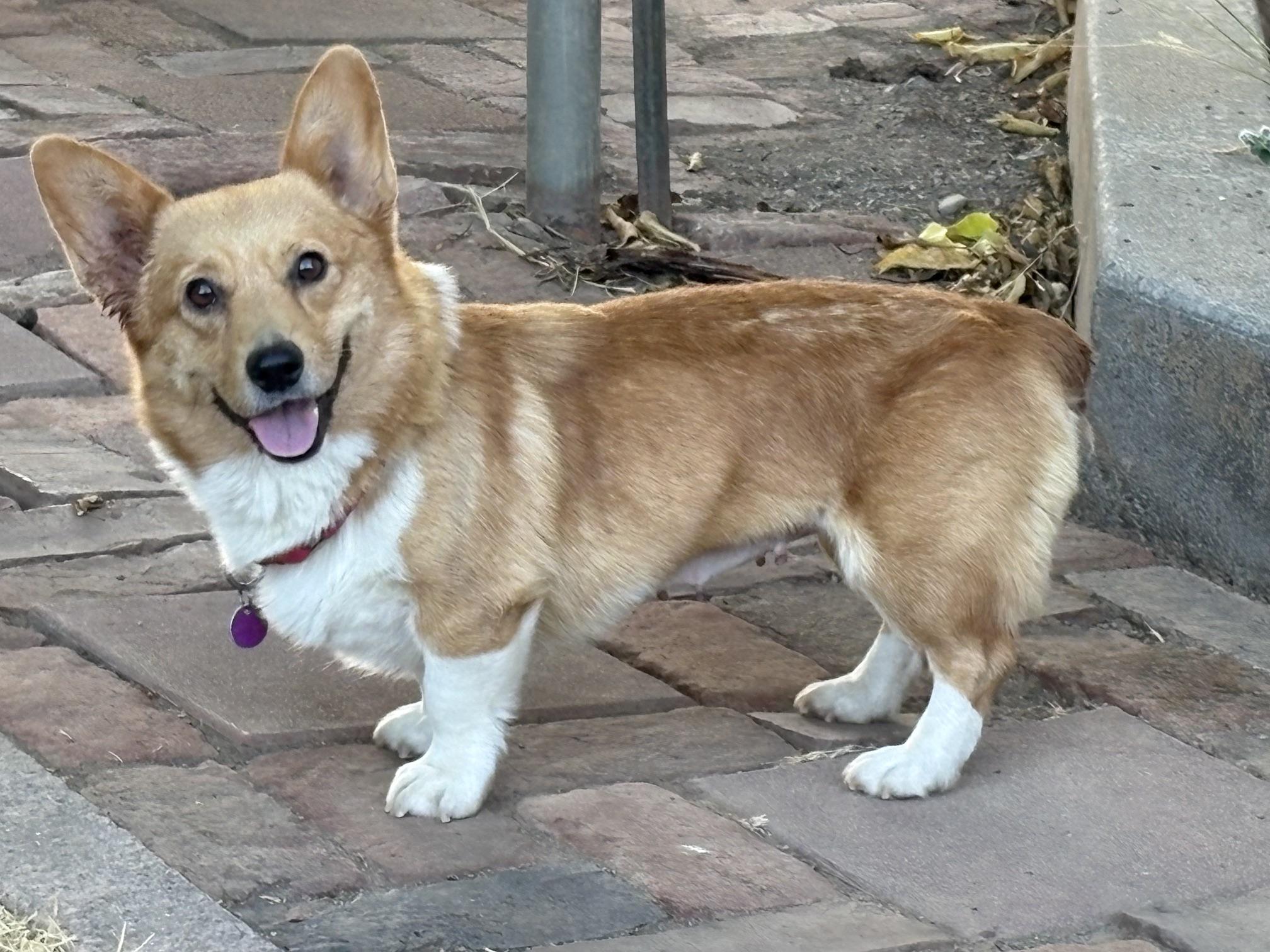 Enlarge Abigail, a Adoptable Pembroke Welsh Corgi in Red Bluff, CA image 1/3