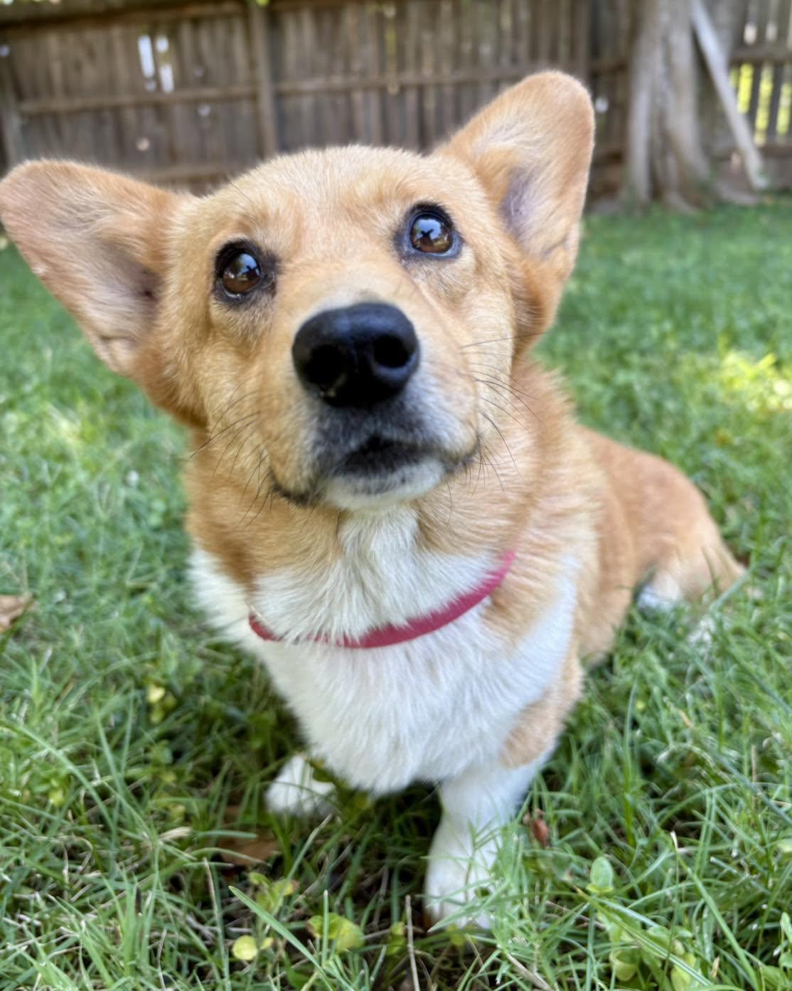 Enlarge Abigail, a Adoptable Pembroke Welsh Corgi in Red Bluff, CA image 2/3