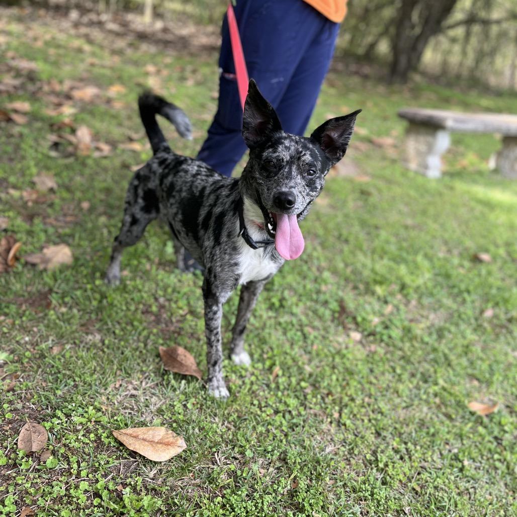 Enlarge Atlas, a Adoptable mixed breed in Clanton, AL image 1/2