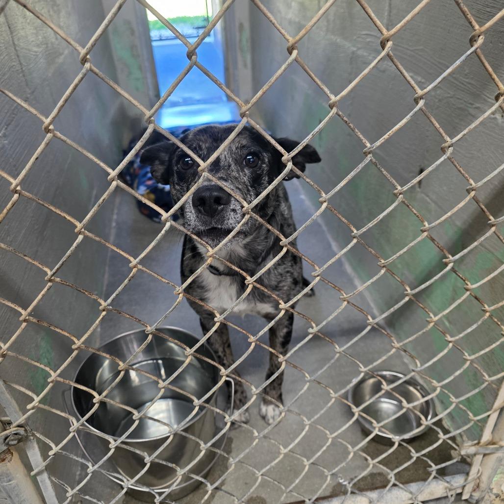 Enlarge Atlas, a Adoptable mixed breed in Clanton, AL image 2/2