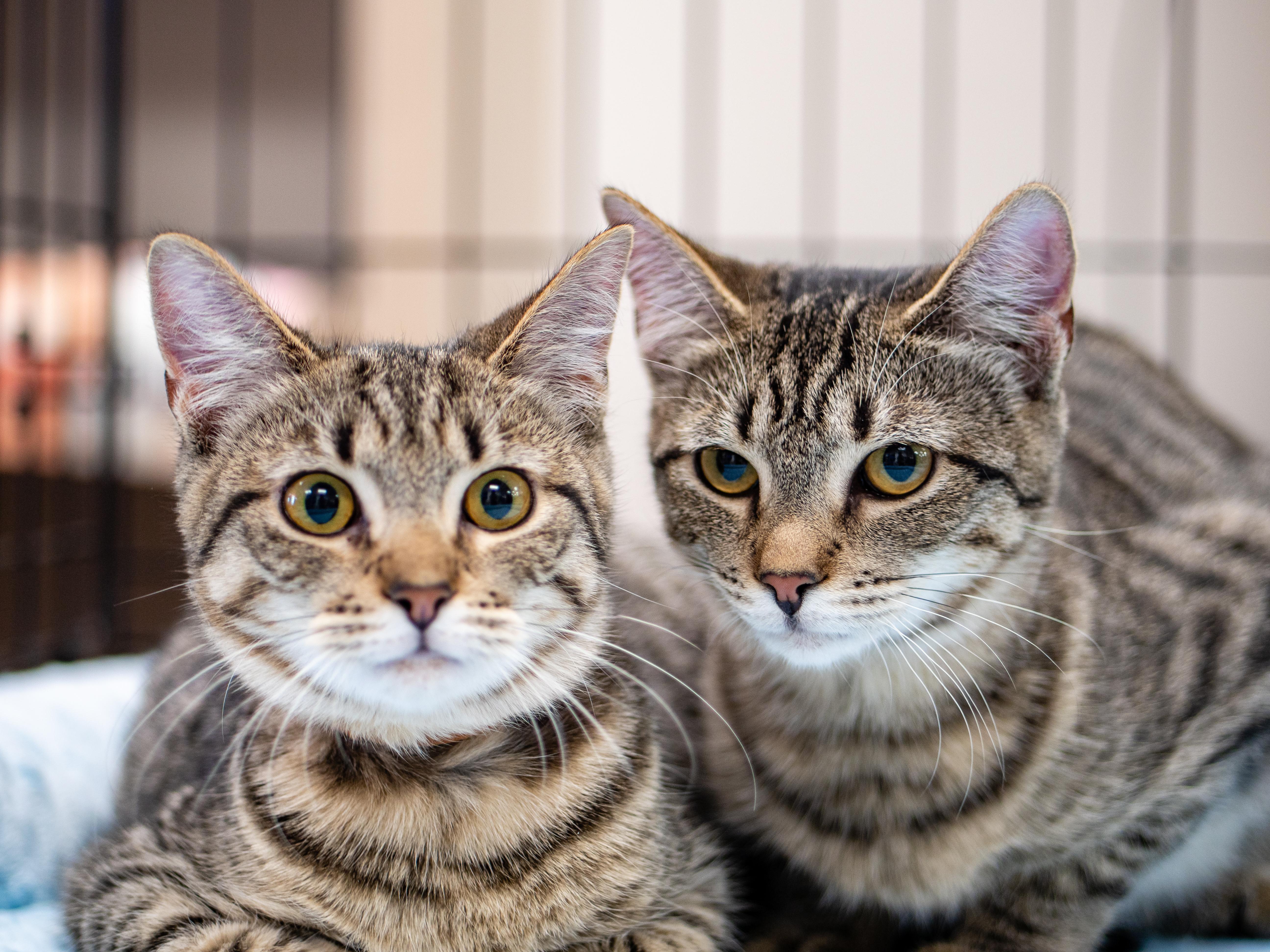 Enlarge Corn Pudding, a ADOPTABLE Domestic Short Hair in Apex, NC image 5/5