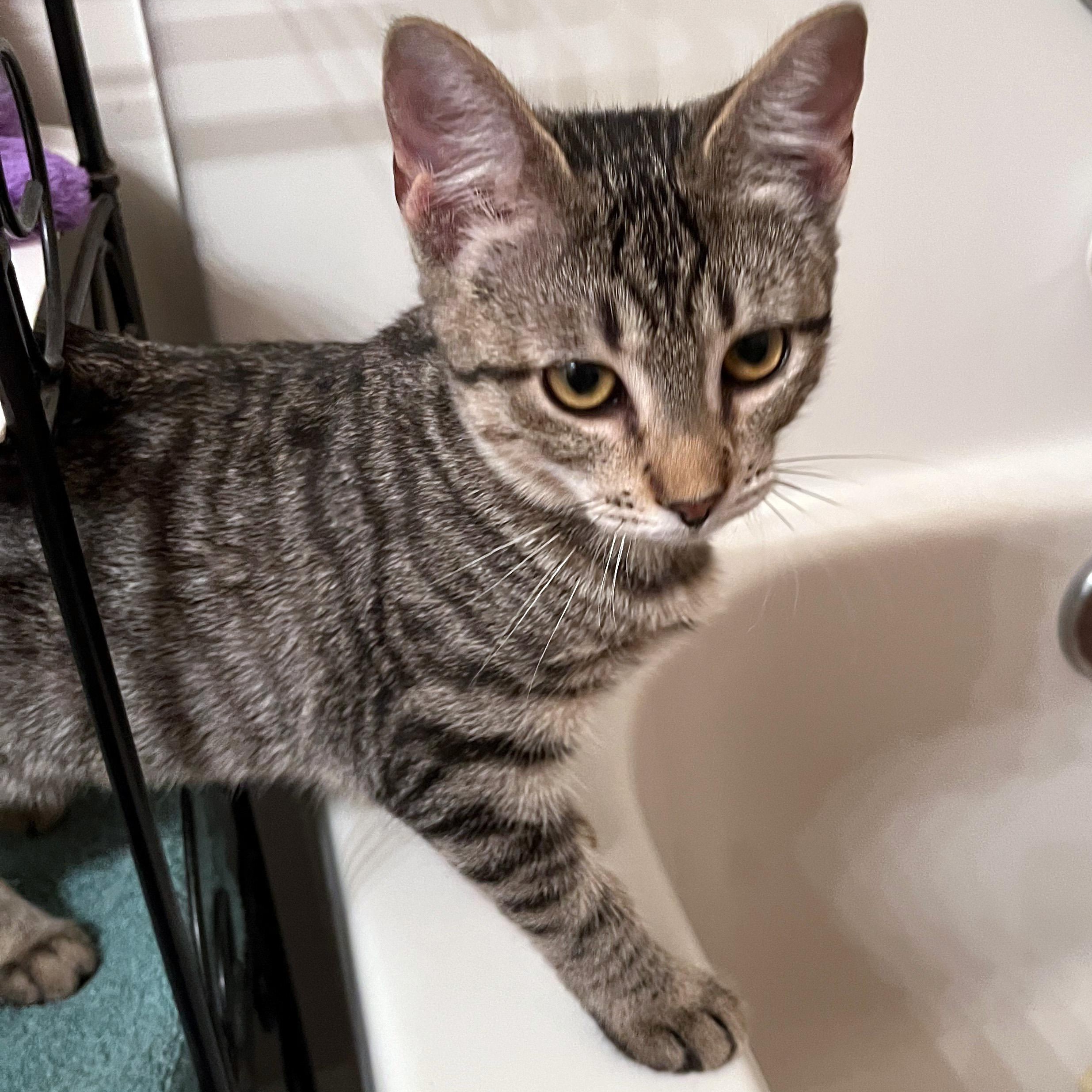 Corn Pudding, a ADOPTABLE Domestic Short Hair in Apex, NC image 5/6