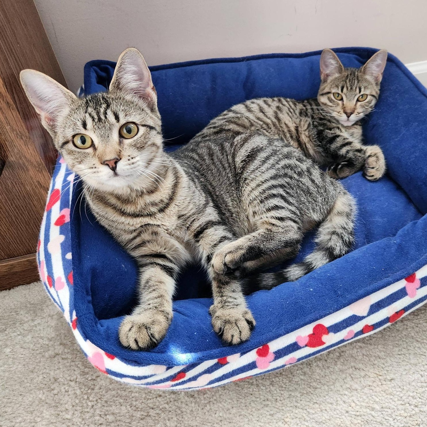 Corn Pudding, a ADOPTABLE Domestic Short Hair in Apex, NC image 6/6