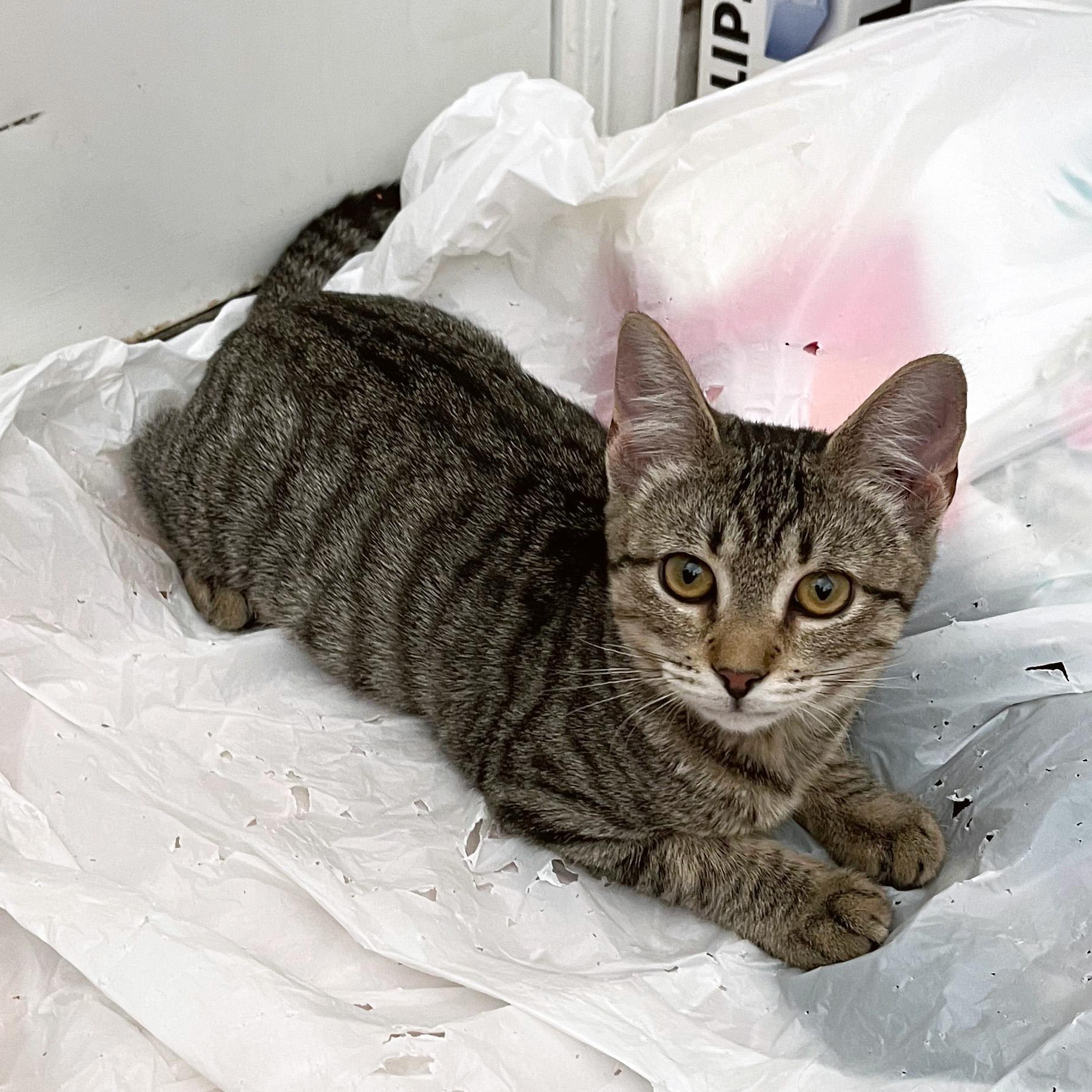 Corn Pudding, a ADOPTABLE Domestic Short Hair in Apex, NC image 6/6