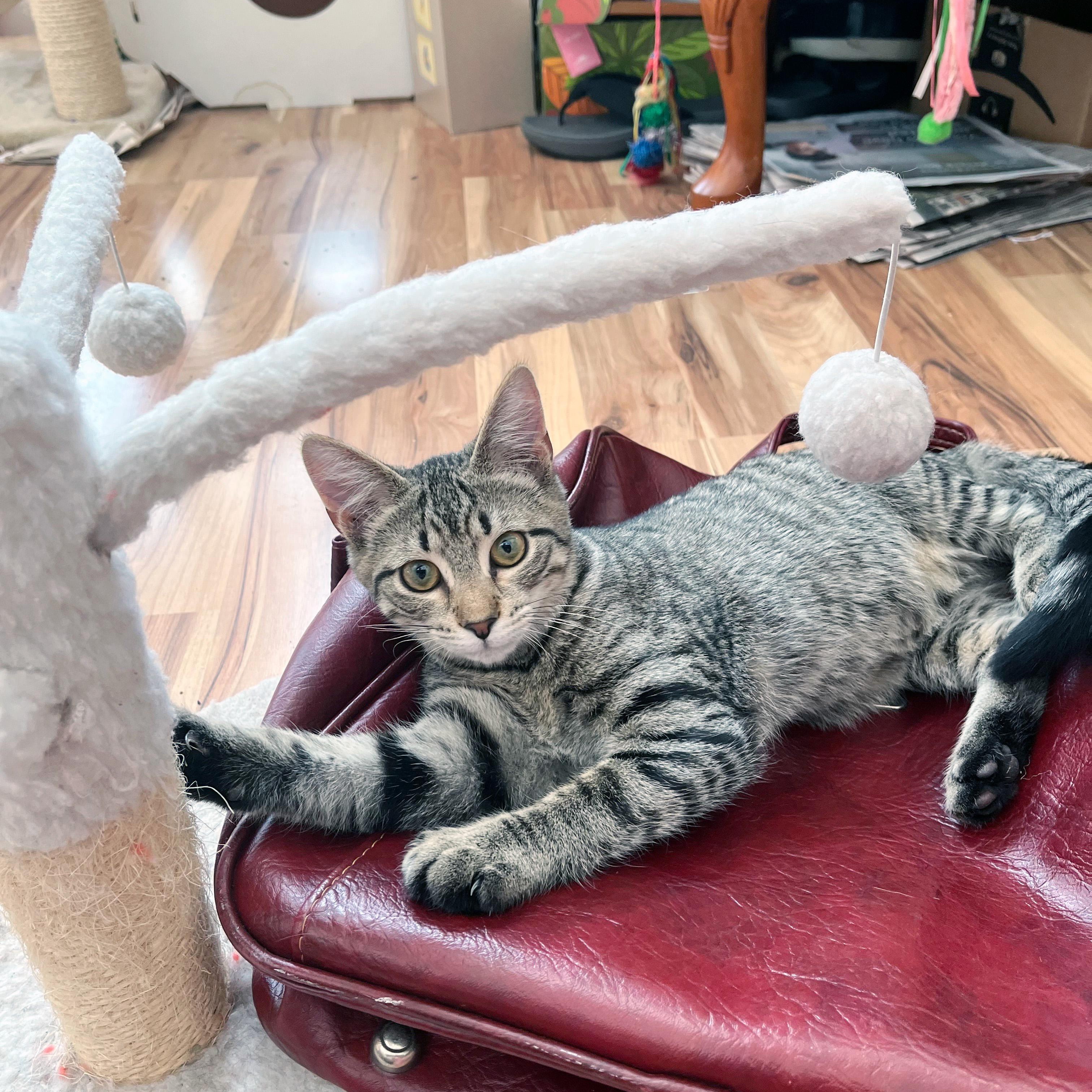 Corn Pudding, ADOPTABLE, Young Female Domestic Short Hair.