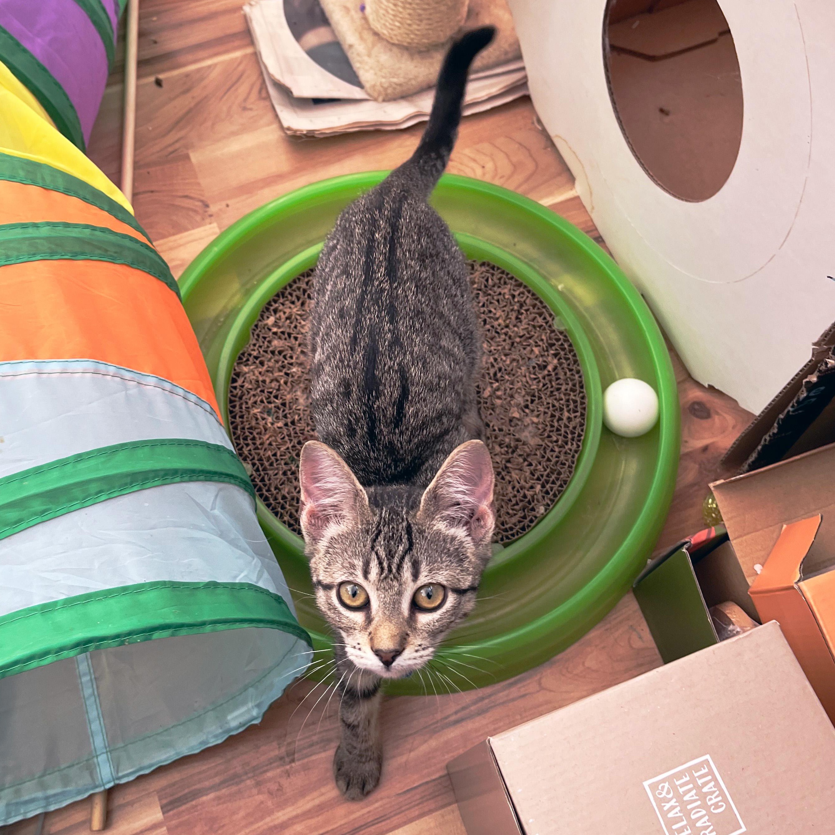 Corn Pudding, a ADOPTABLE Domestic Short Hair in Apex, NC image 4/6