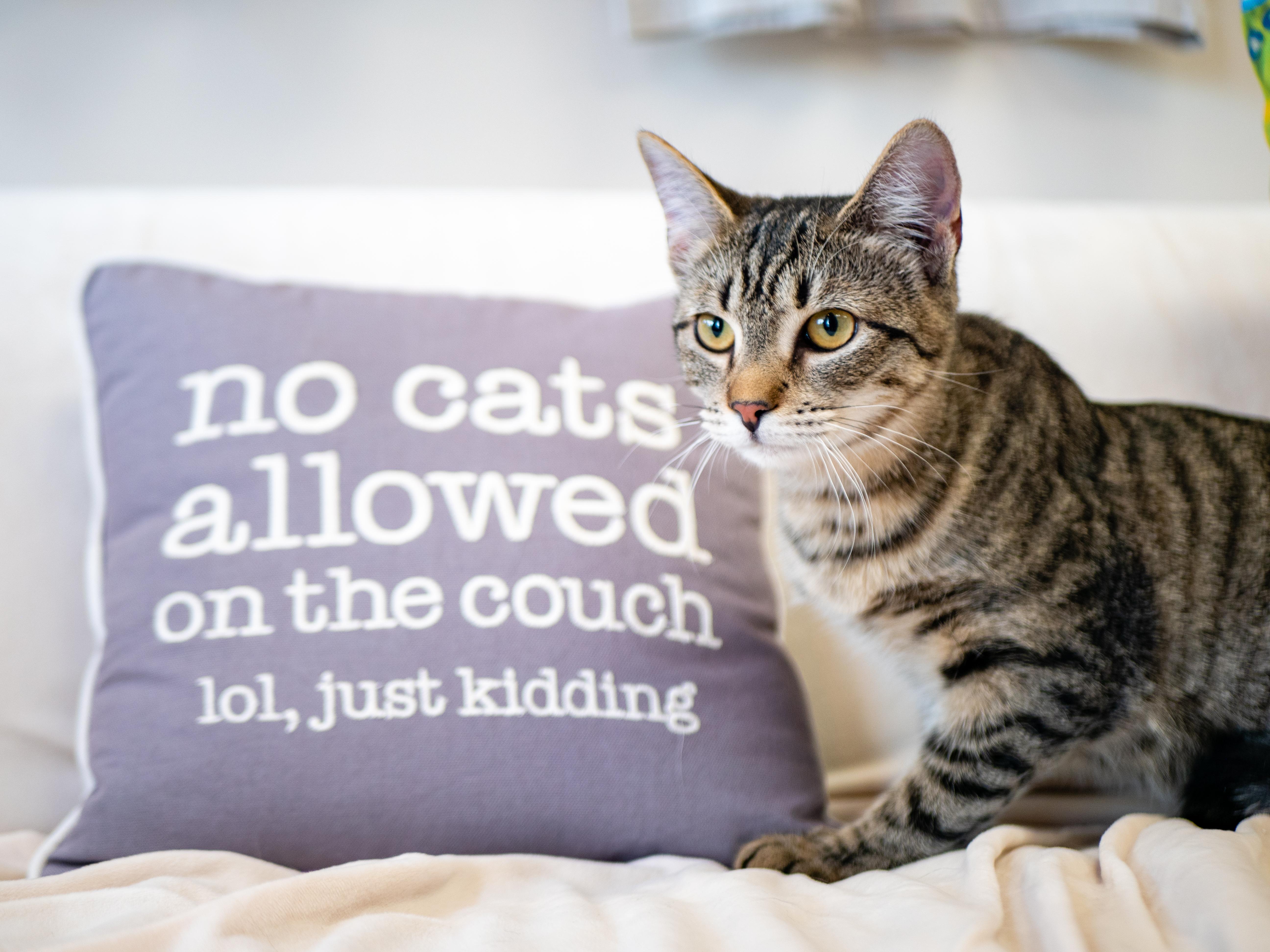 Corn Pudding, ADOPTABLE, Kitten Female Domestic Short Hair.