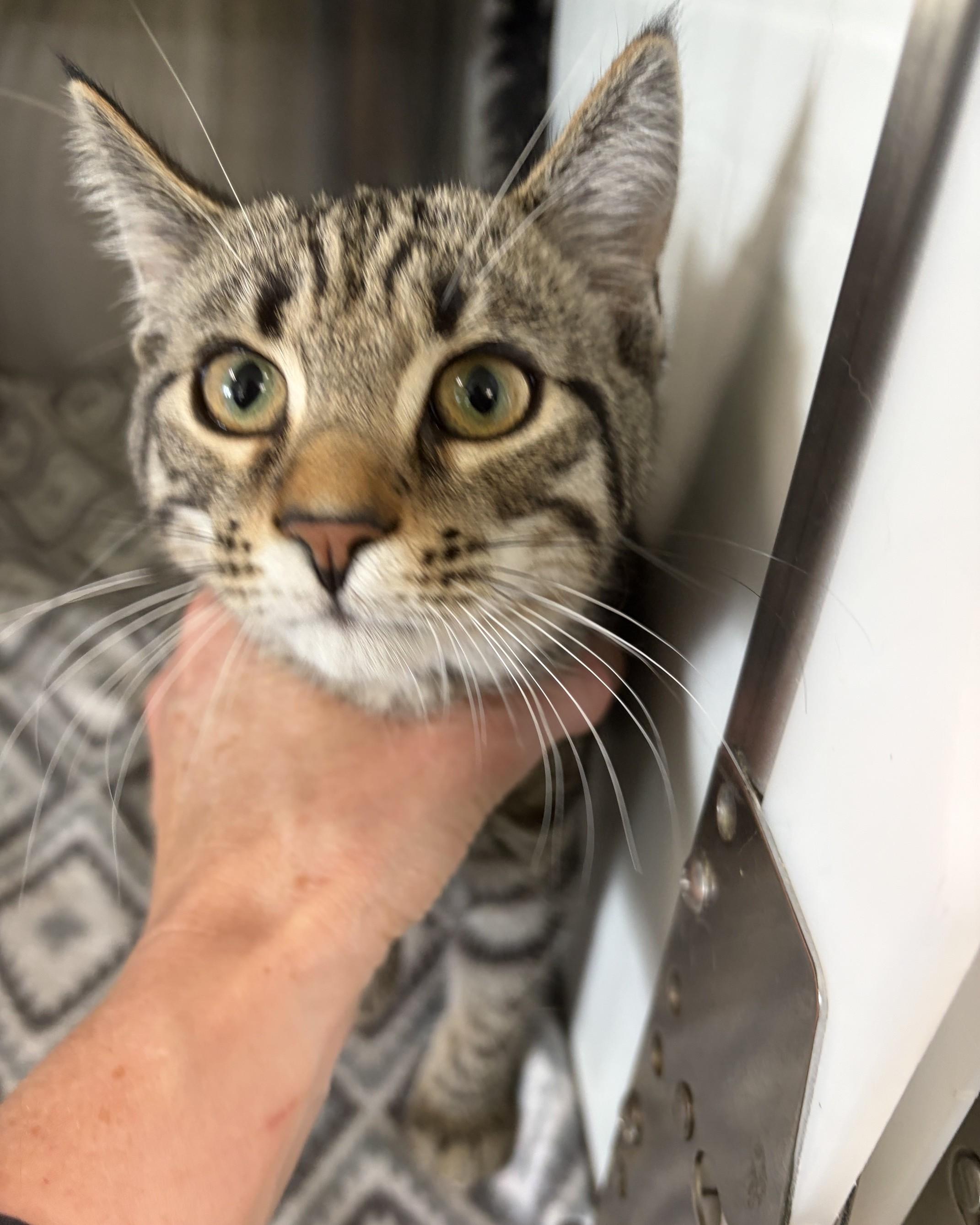 Enlarge Jones, a Adopted Domestic Short Hair in Seneca, PA image 2/5