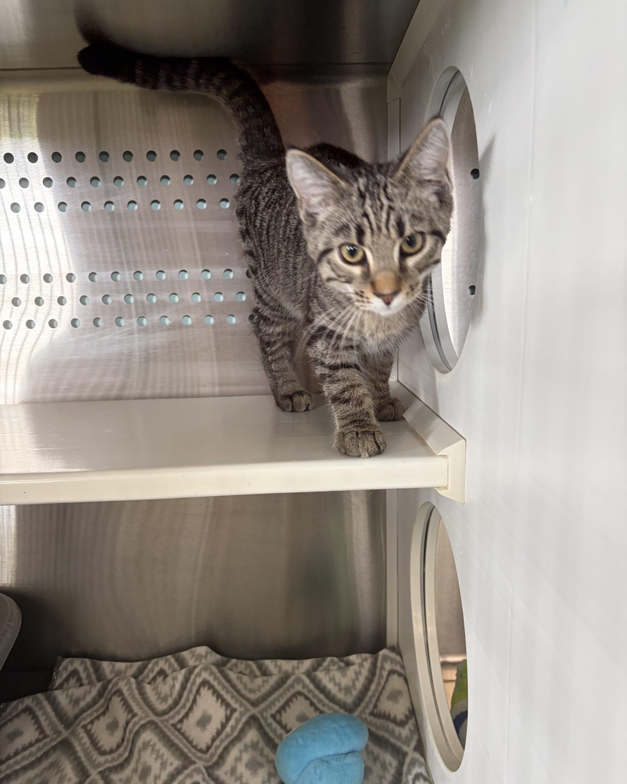 Jones, Adopted, Kitten Male Domestic Short Hair.