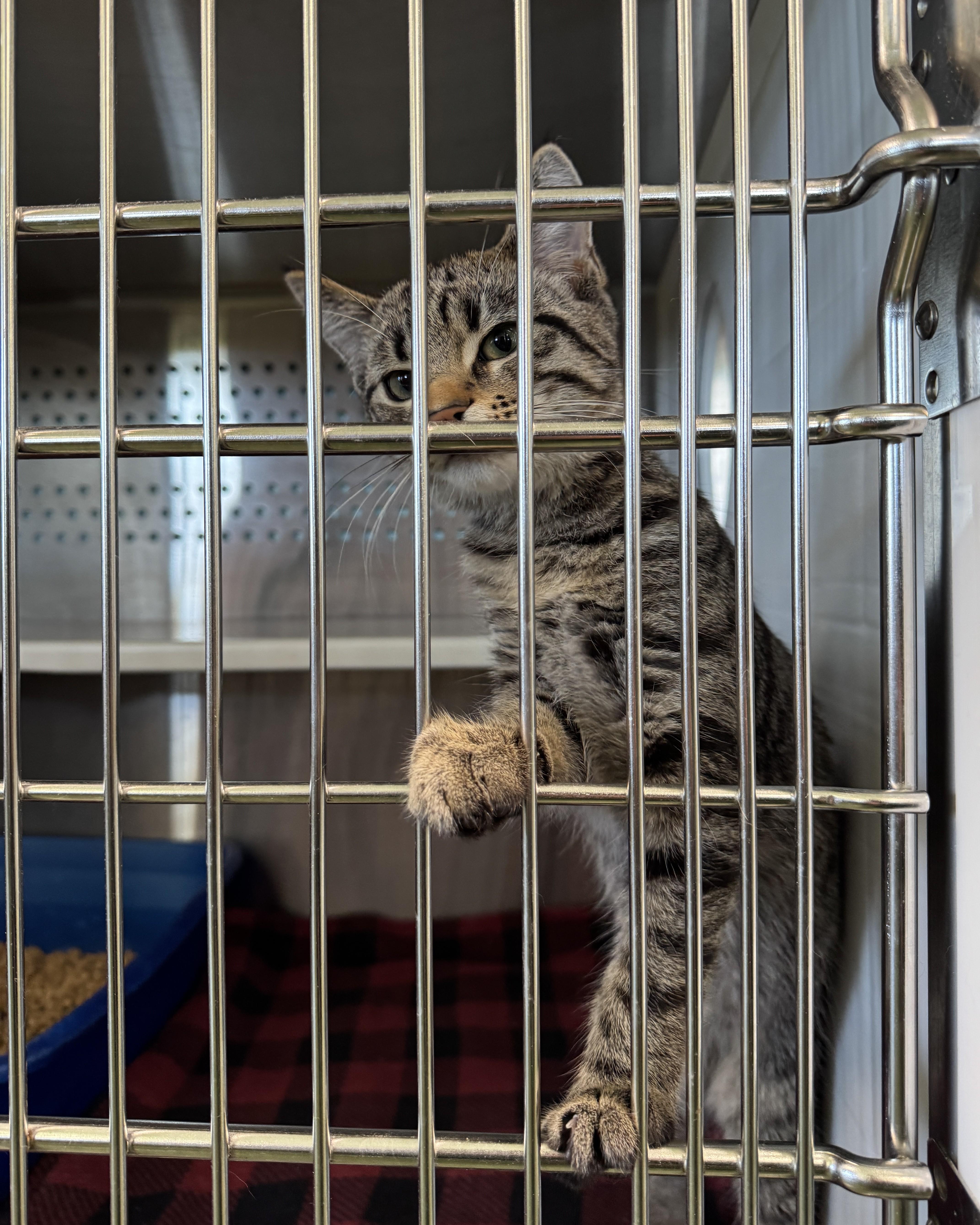 Enlarge Jones, a Adopted Domestic Short Hair in Seneca, PA image 3/5